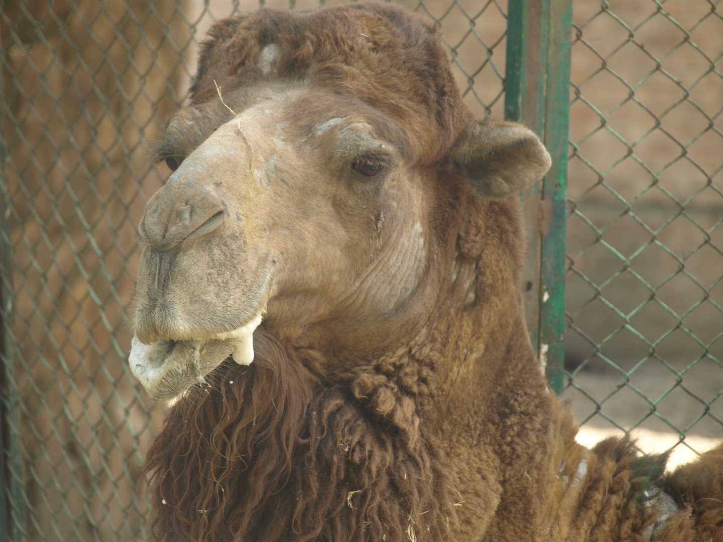 Bactrian camel - Lahore zoo 8/4/2017