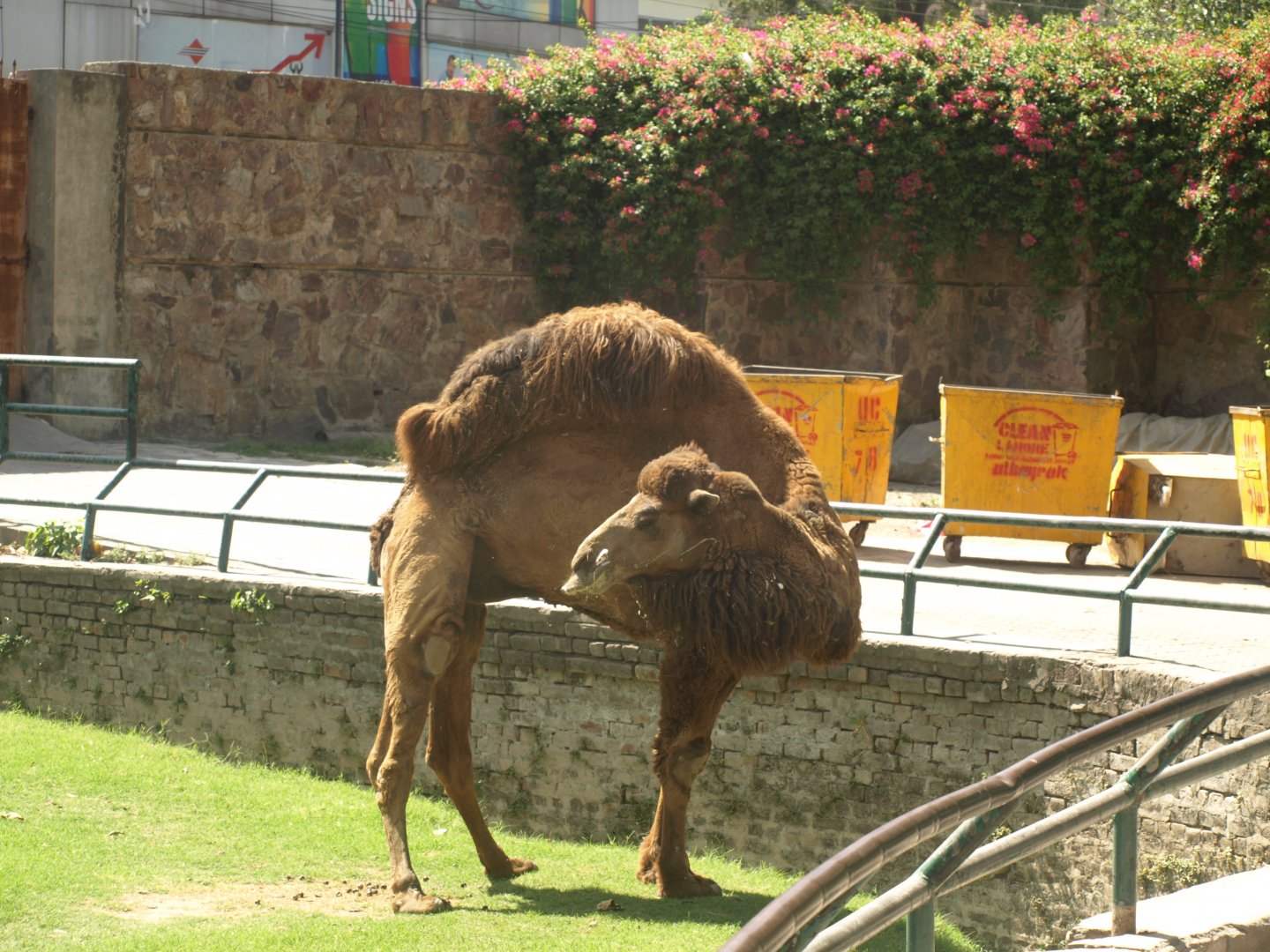 Bactrian camel - Lahore zoo 8/4/2017