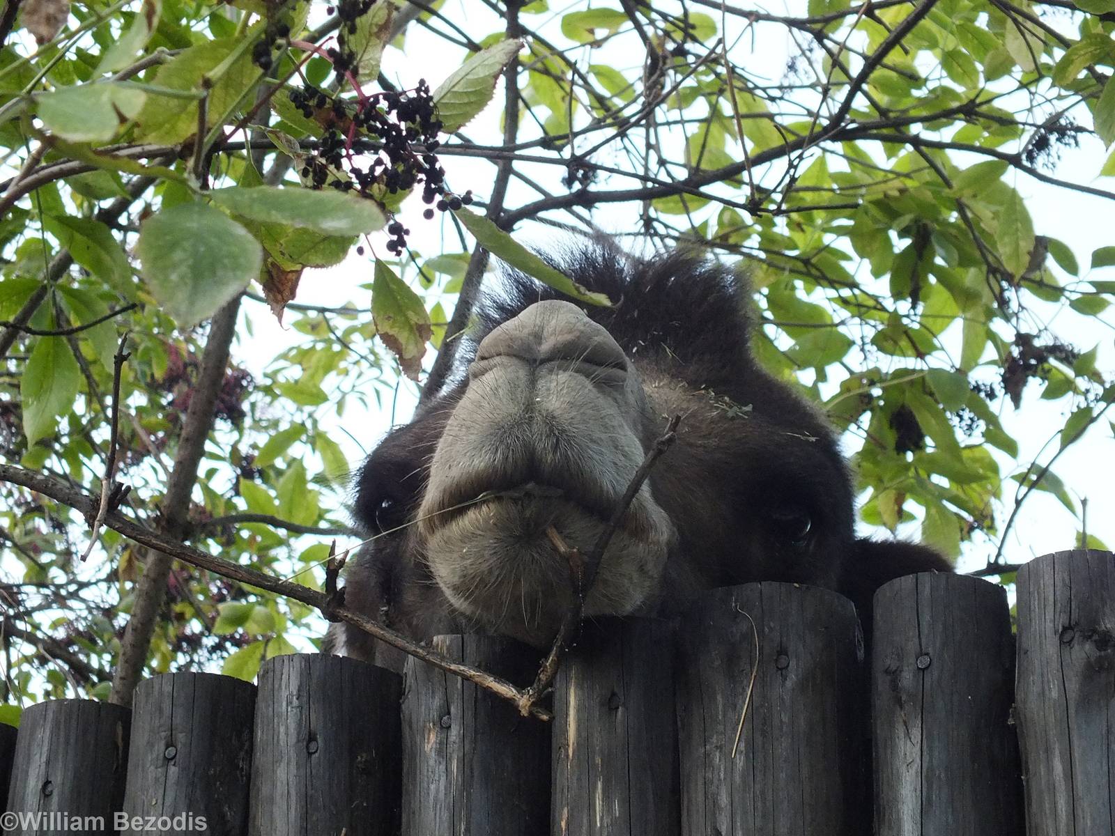 Bactrian Camel Looks Over a Fence