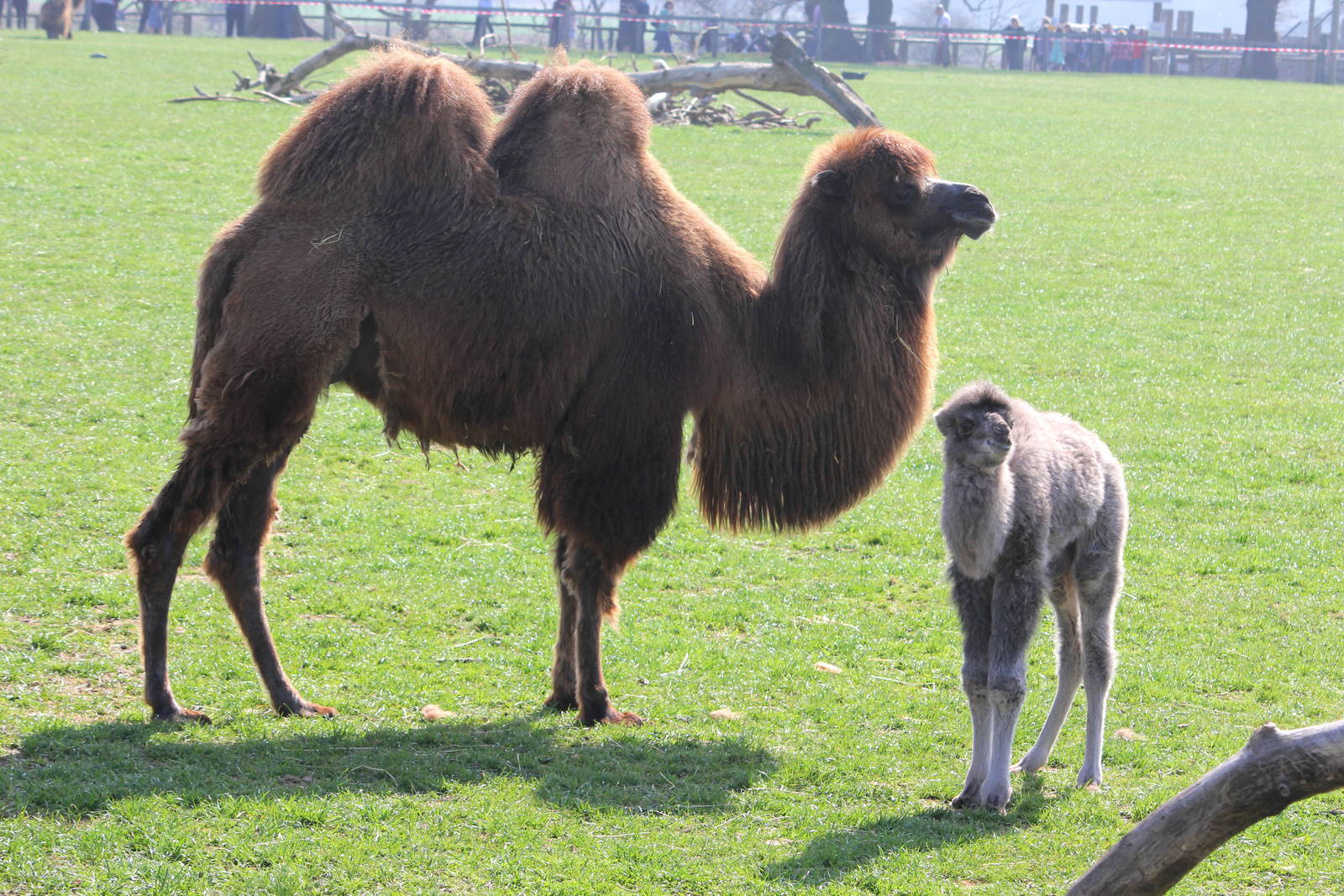Bactrian camel Lottie with new calf 6-4-15