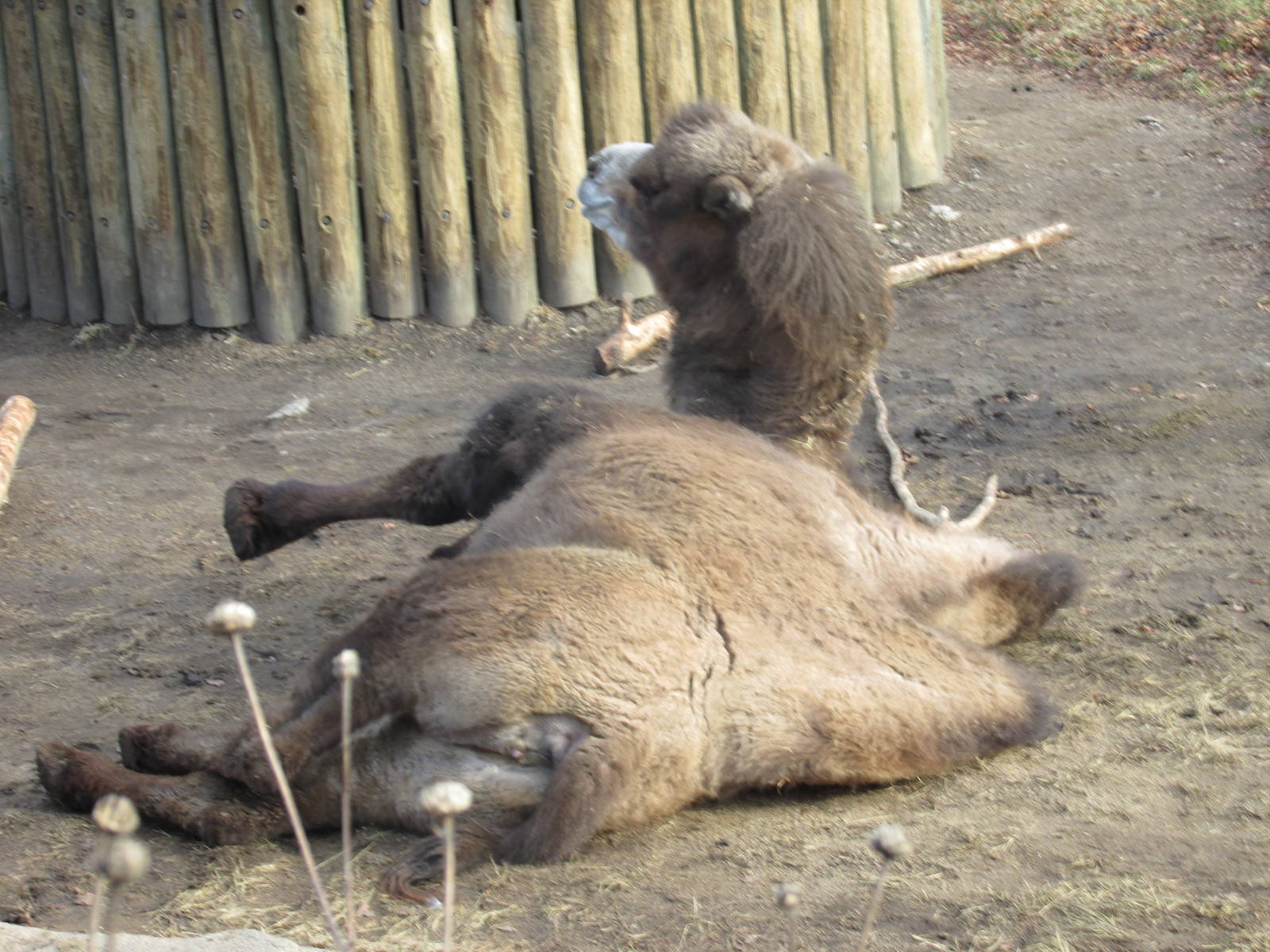 bactrian camel lpz