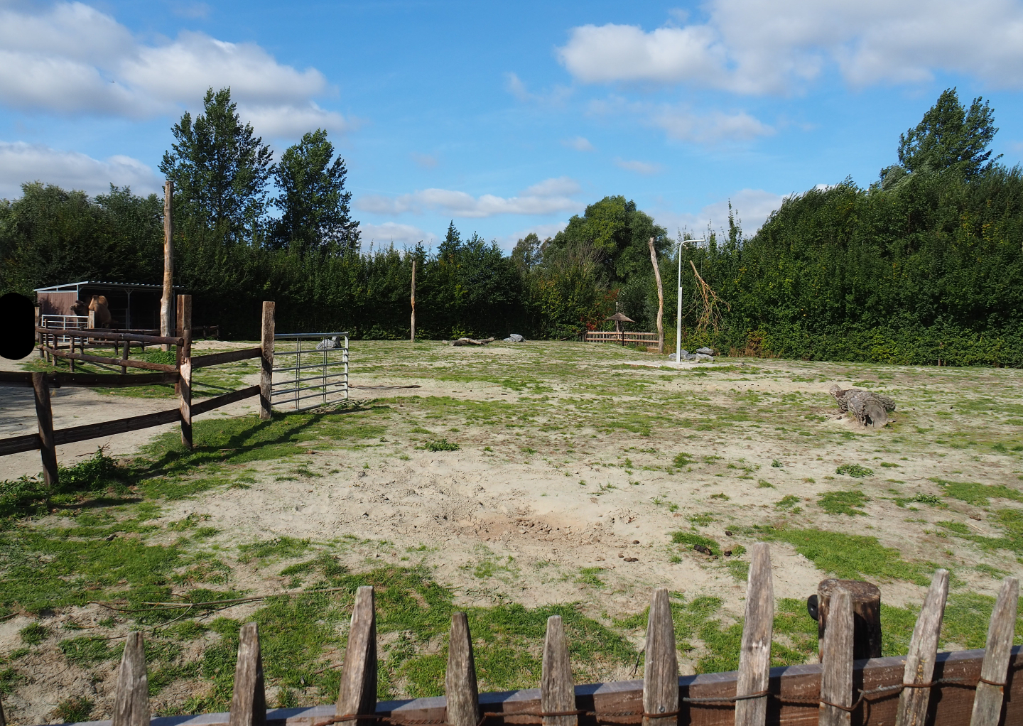 Bactrian camel main paddock, 2020-09-12