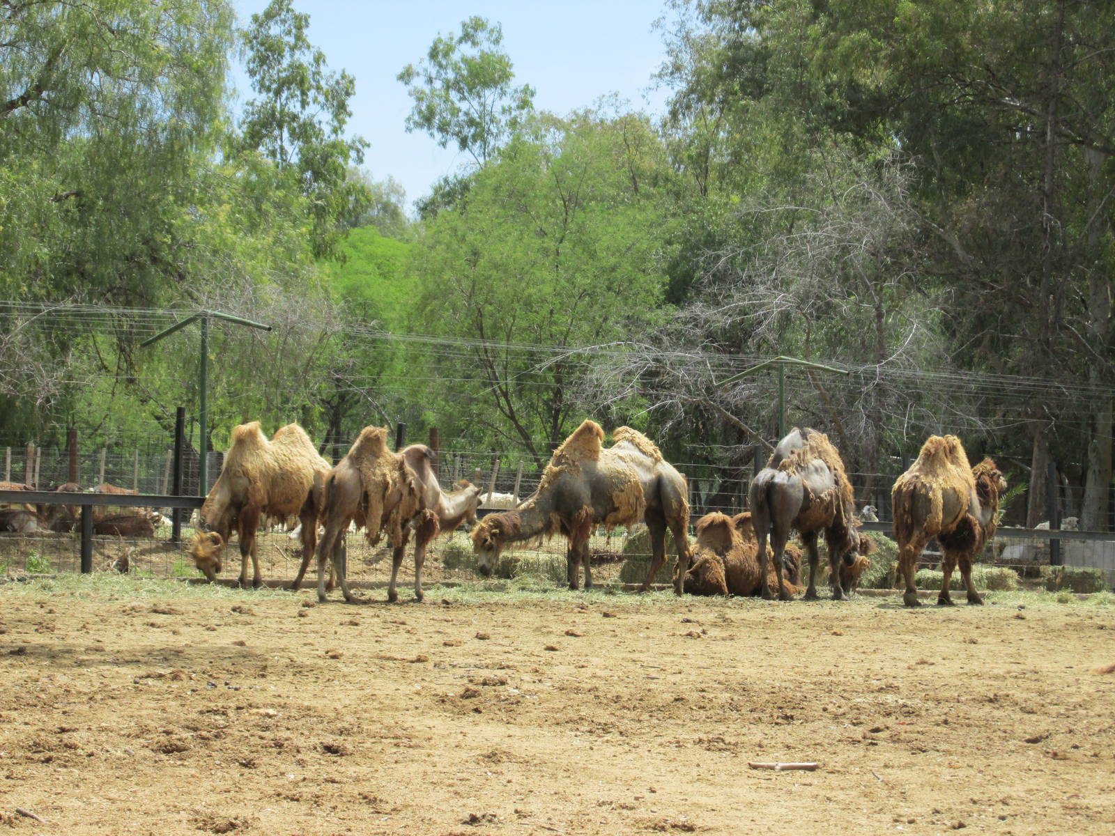 bactrian camel mendoza zoo