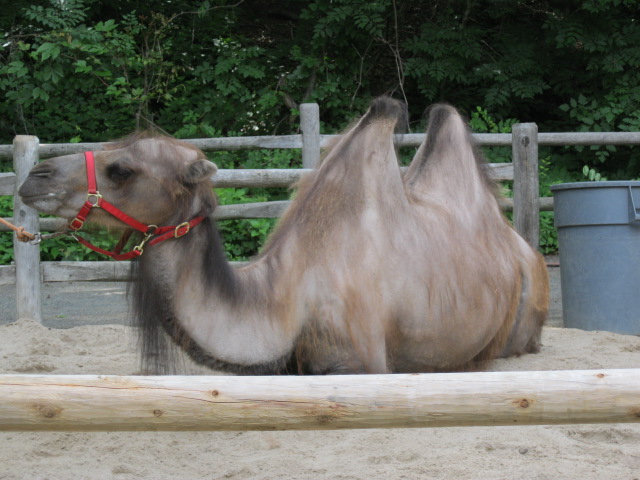 Bactrian Camel on a Break from Giving Rides
