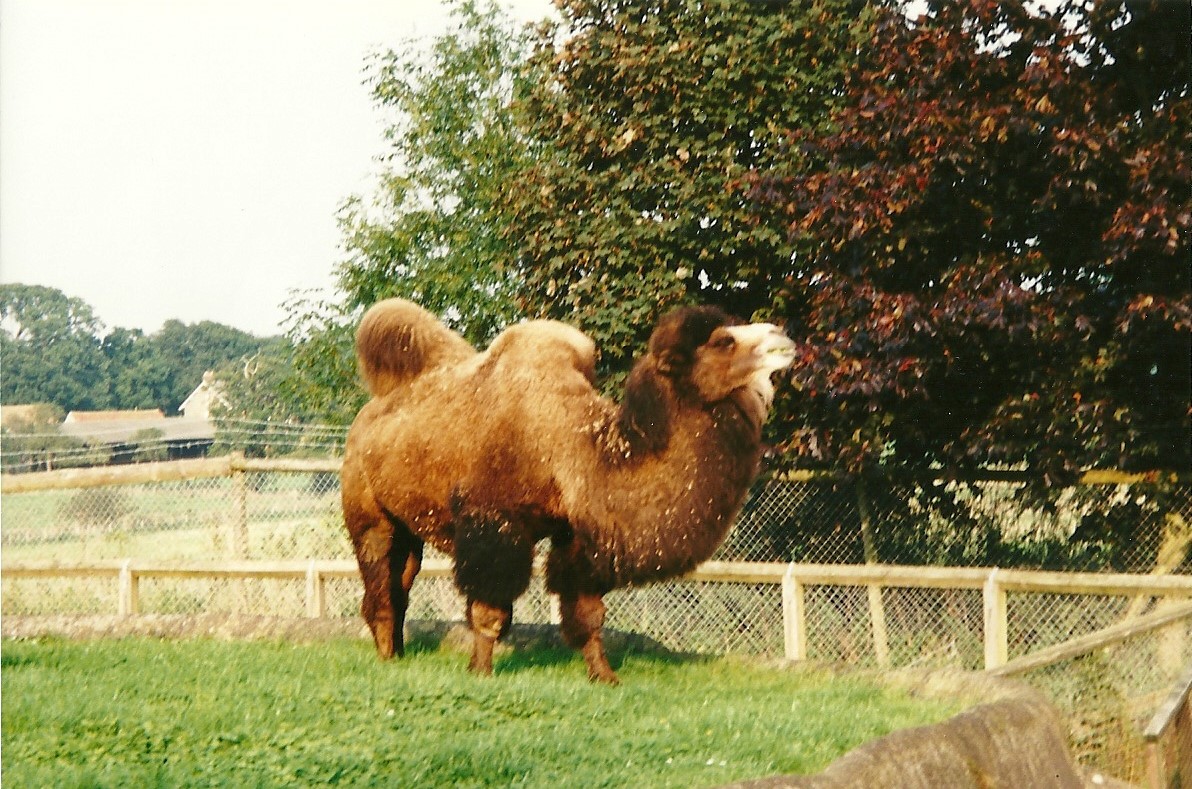 Bactrian Camel on old Elephant Island, 23rd September 2000