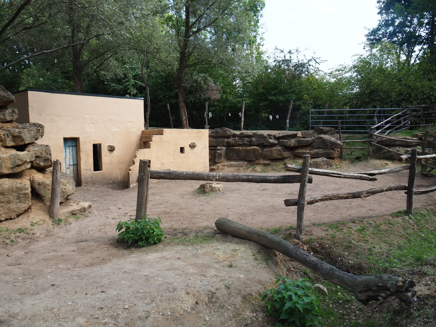 Bactrian camel padddock (Aug 28th, 2018)