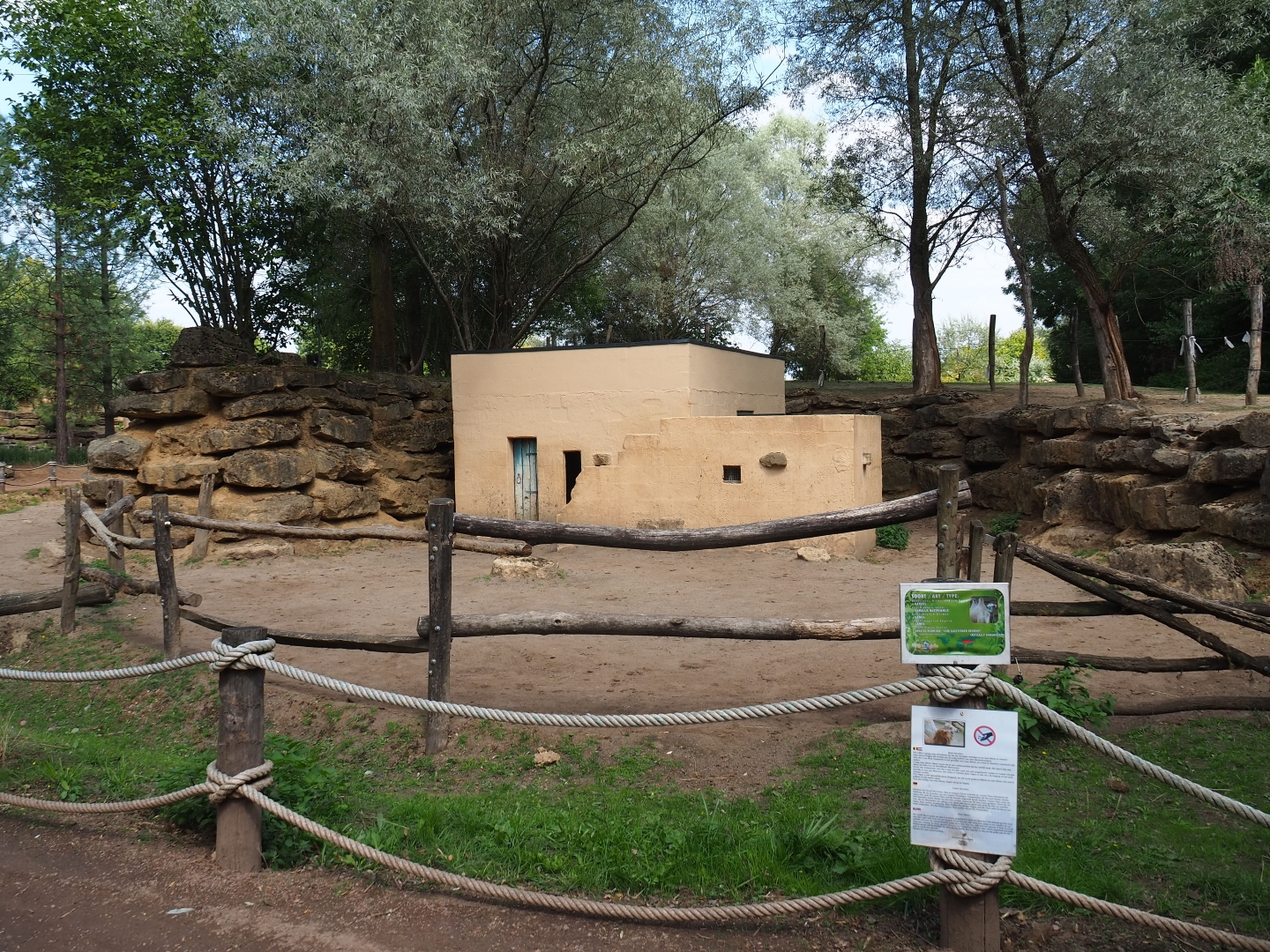 Bactrian camel padddock (Aug 28th, 2018)