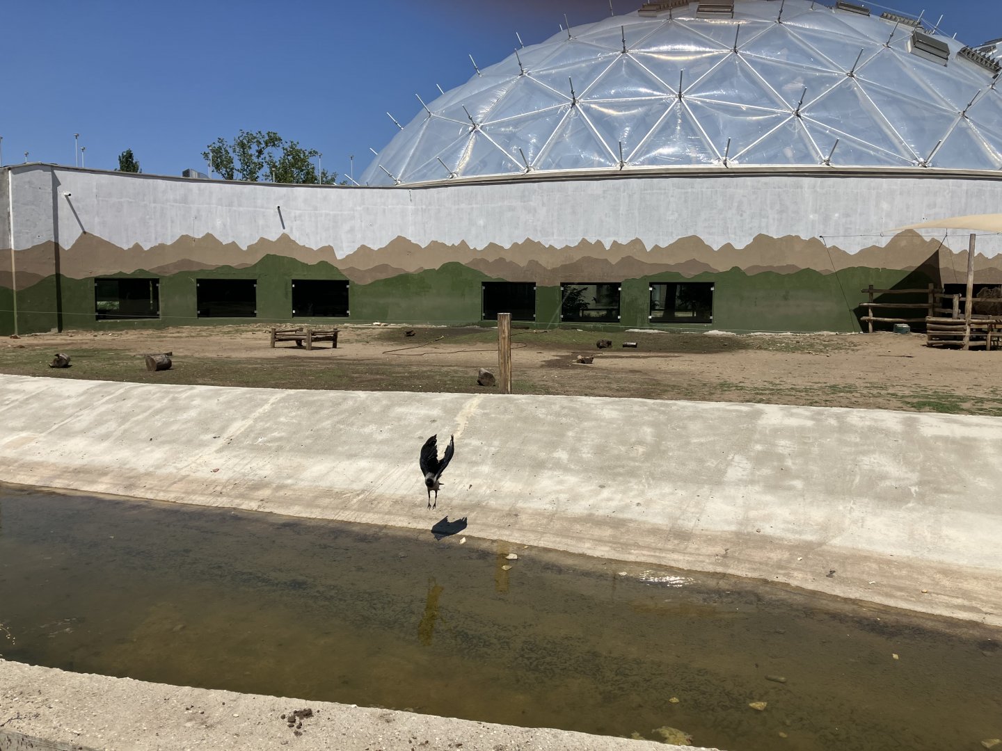 Bactrian Camel paddock-06/2025