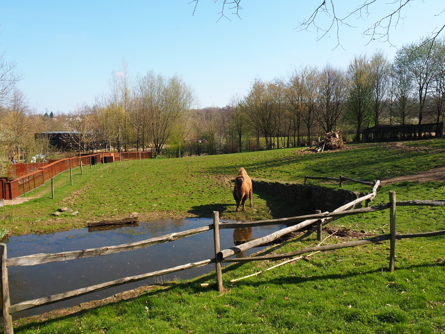 Bactrian camel paddock, 2019-03-30