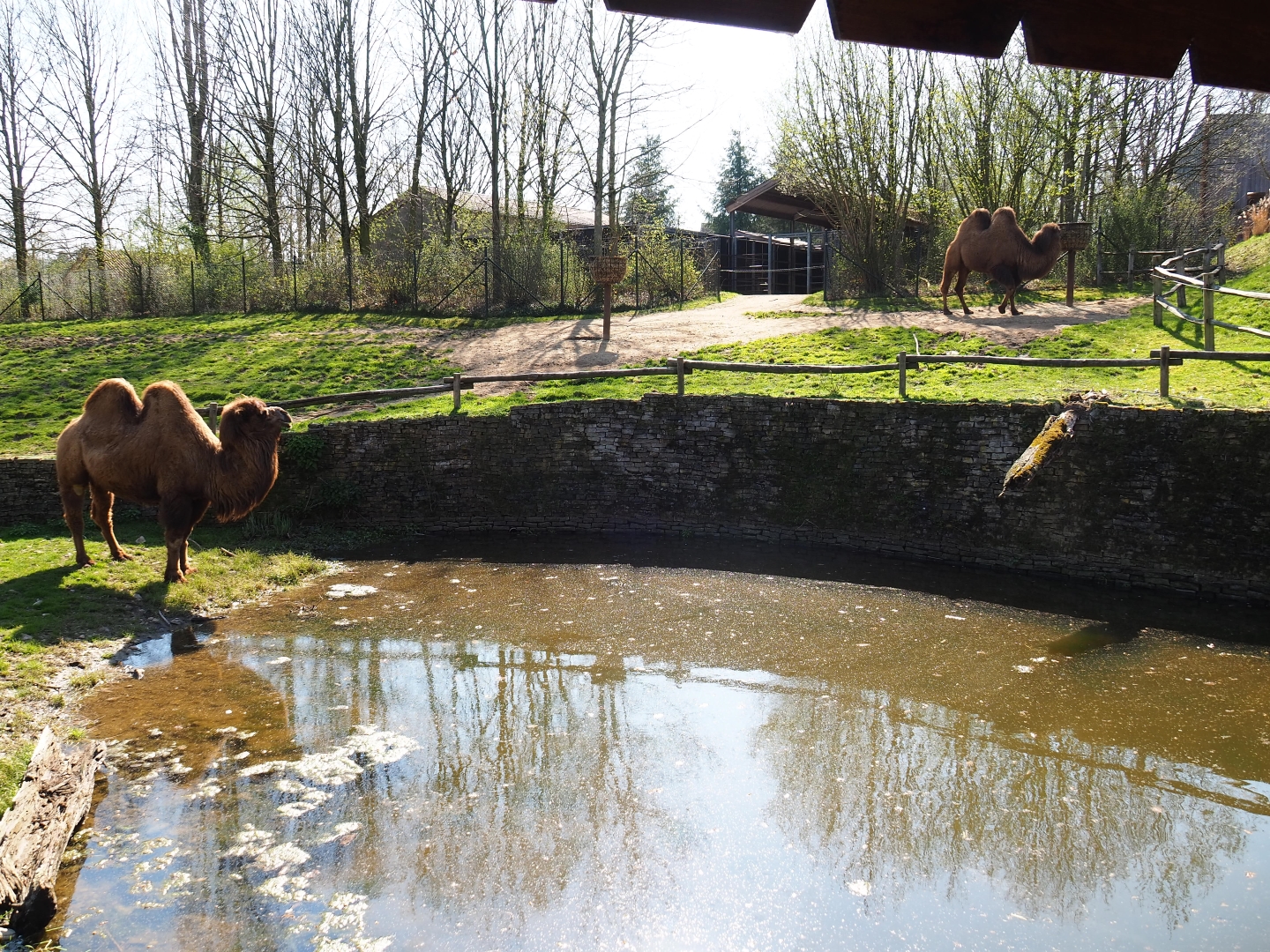 Bactrian camel paddock, 2019-03-30