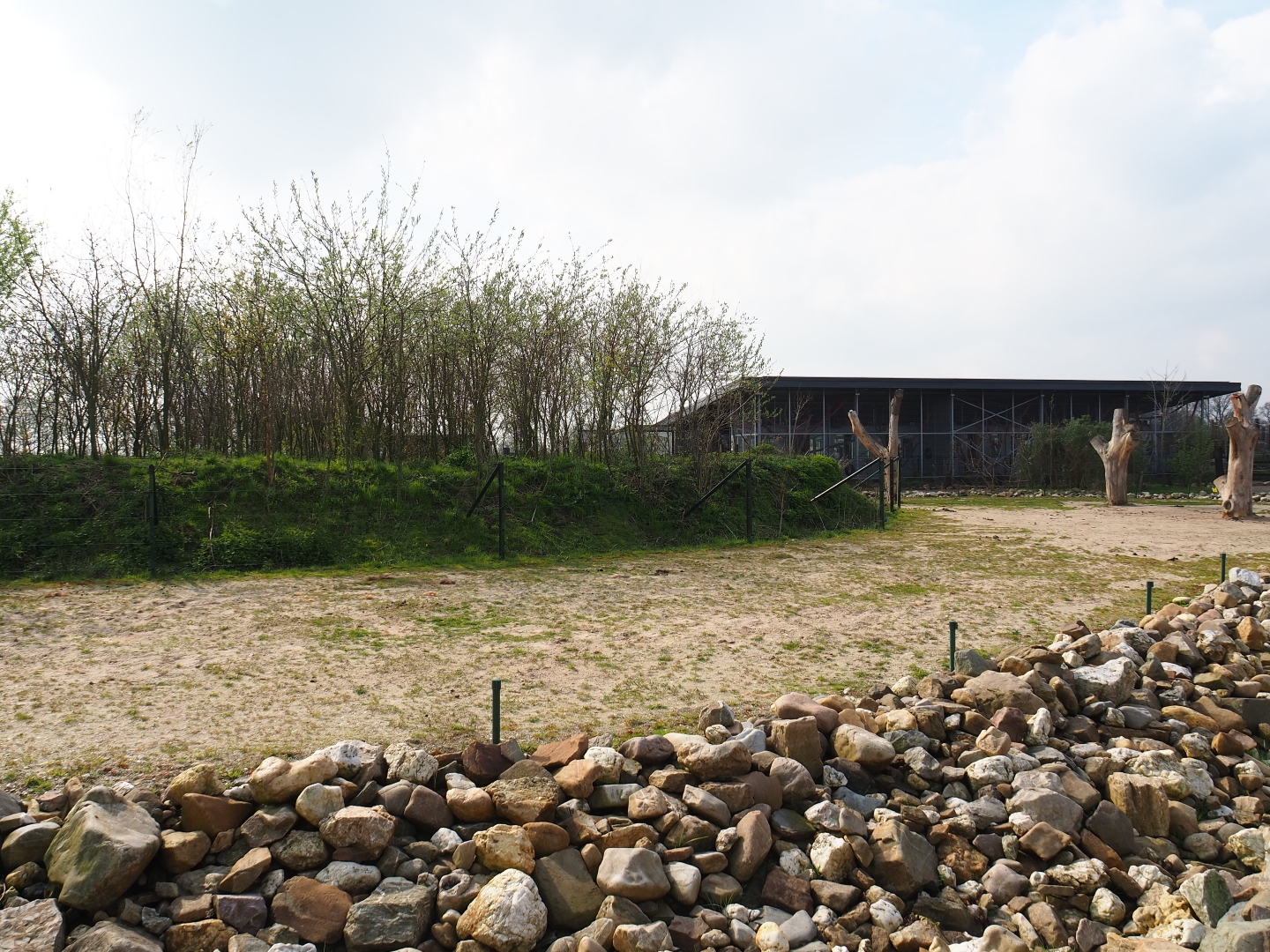 Bactrian camel paddock, 2019-04-06