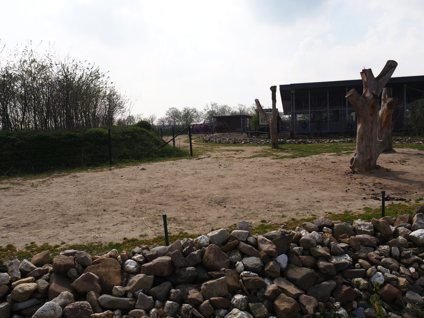 Bactrian camel paddock, 2019-04-06