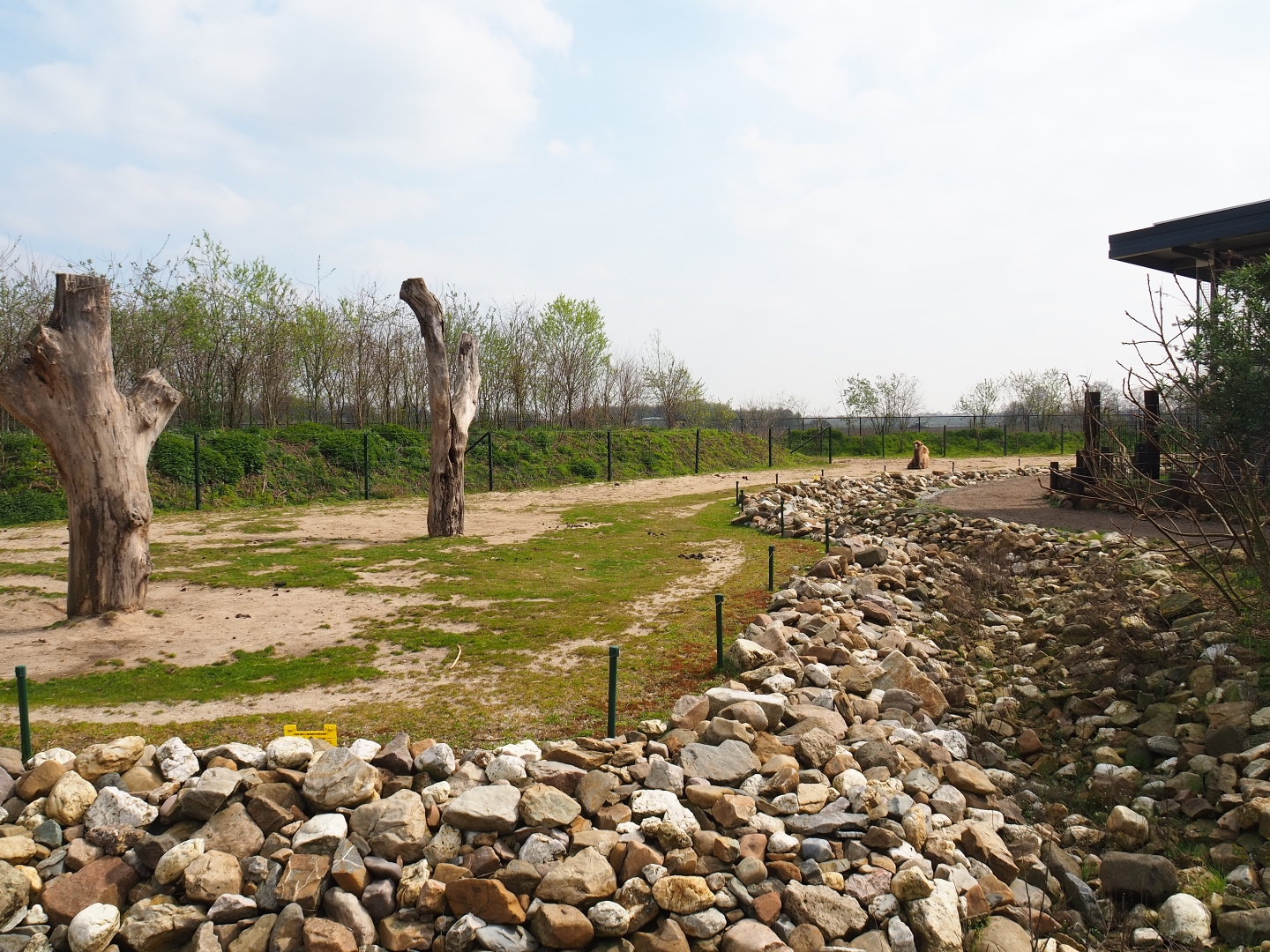 Bactrian camel paddock, 2019-04-06