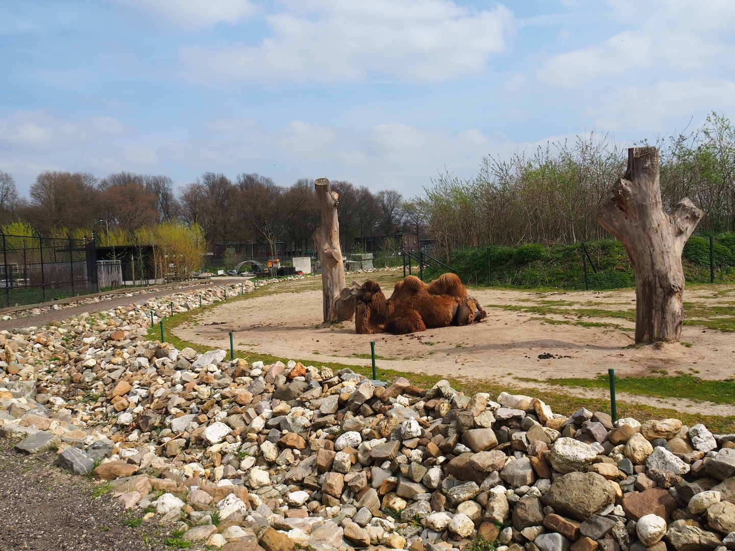 Bactrian camel paddock, 2019-04-06