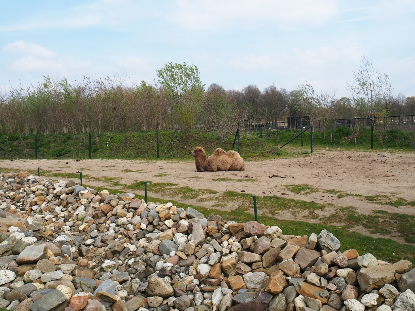 Bactrian camel paddock, 2019-04-06