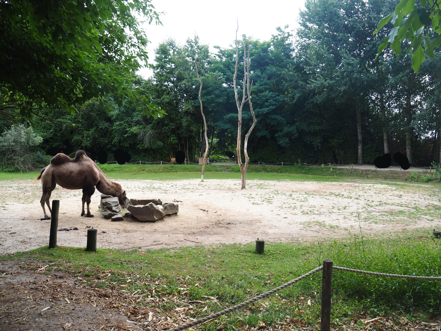 Bactrian camel paddock, 2019-08-11