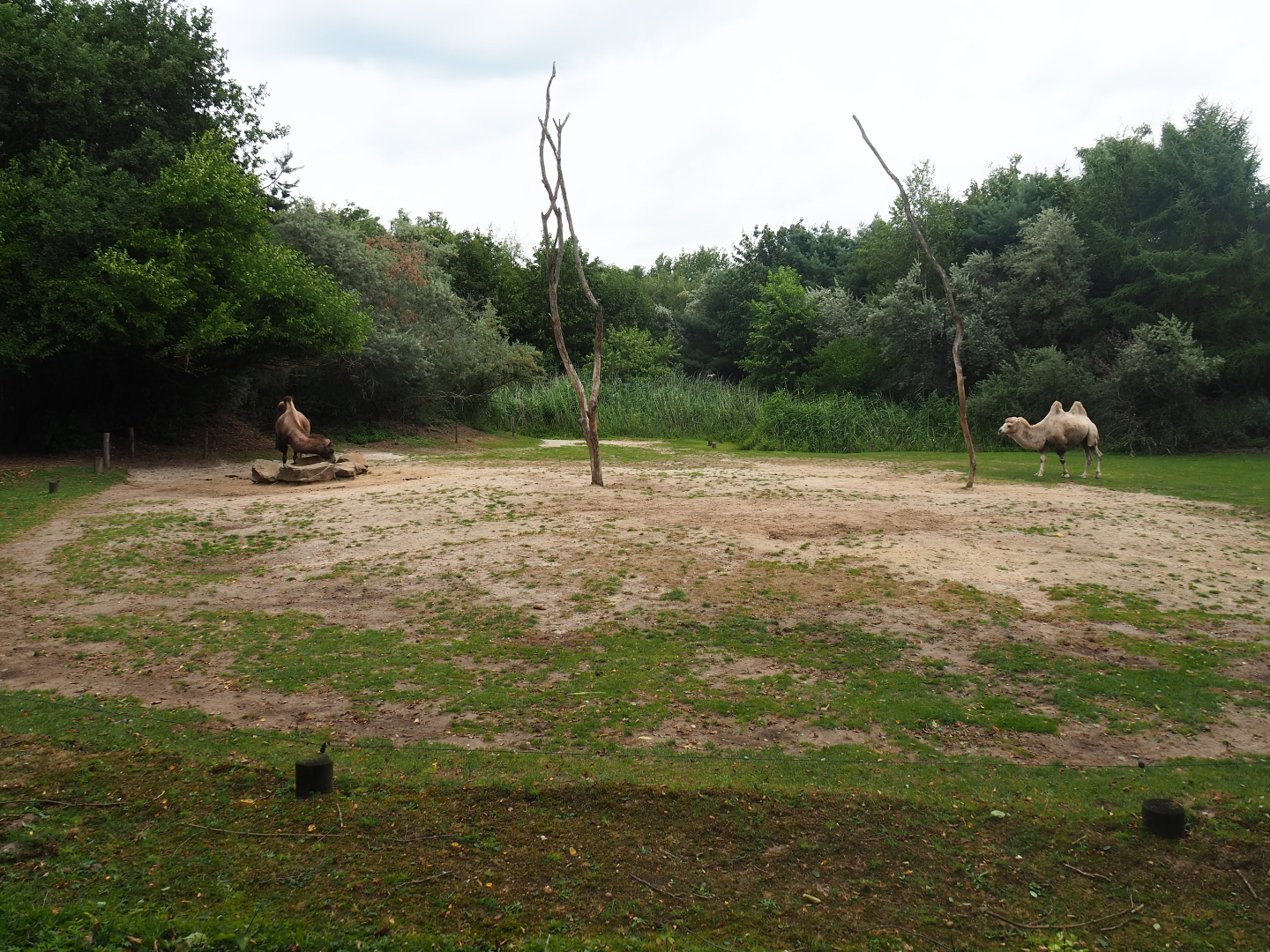 Bactrian camel paddock, 2019-08-11