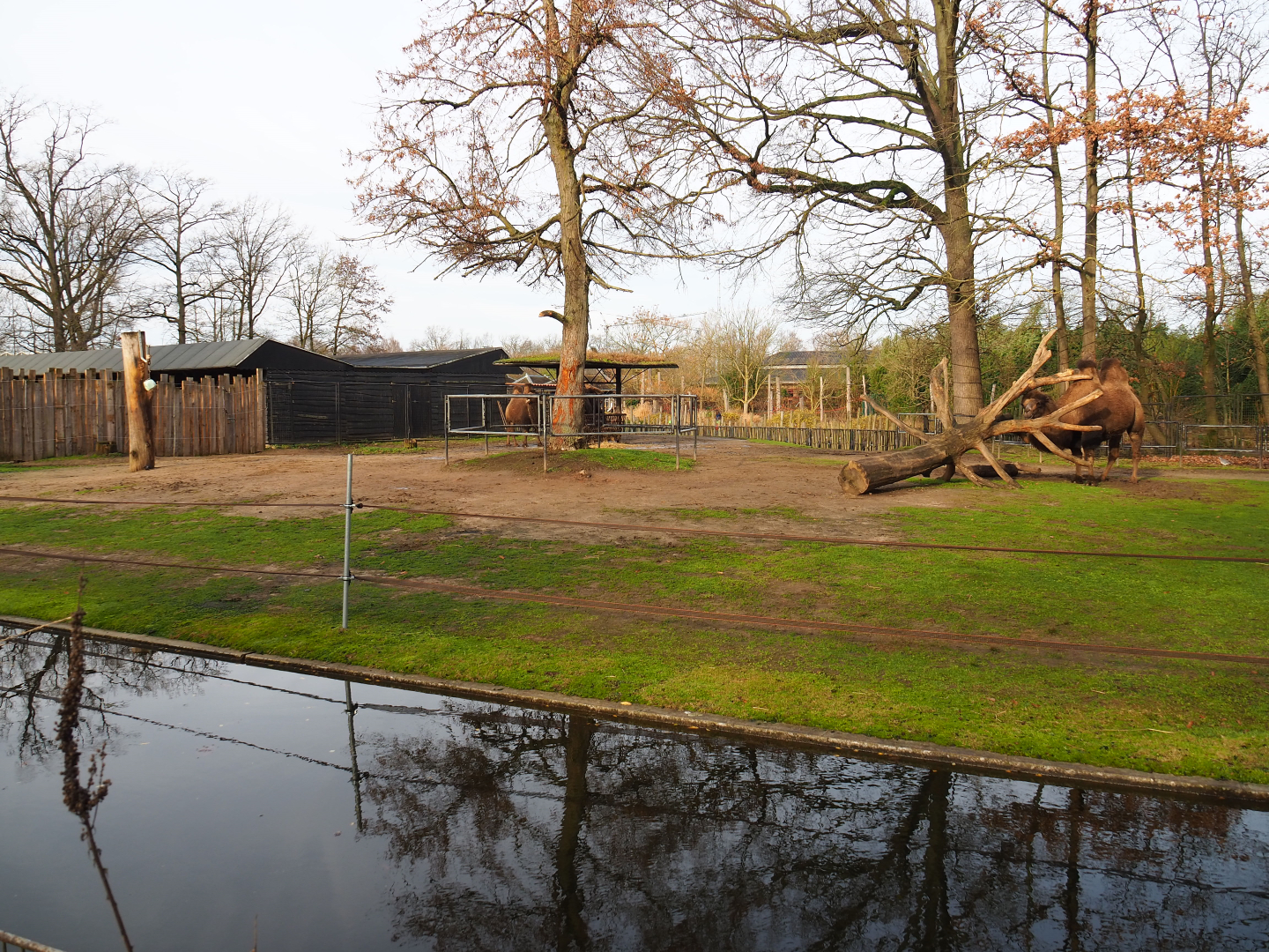 Bactrian camel paddock, 2020-01-11