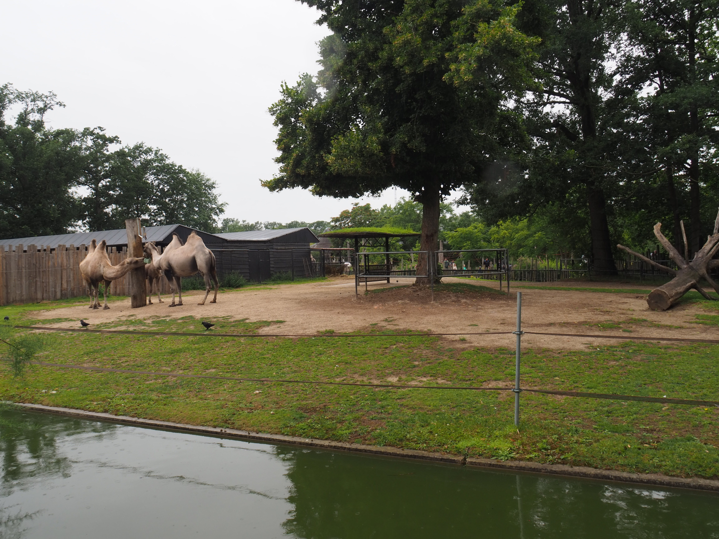 Bactrian camel paddock, 2020-07-14