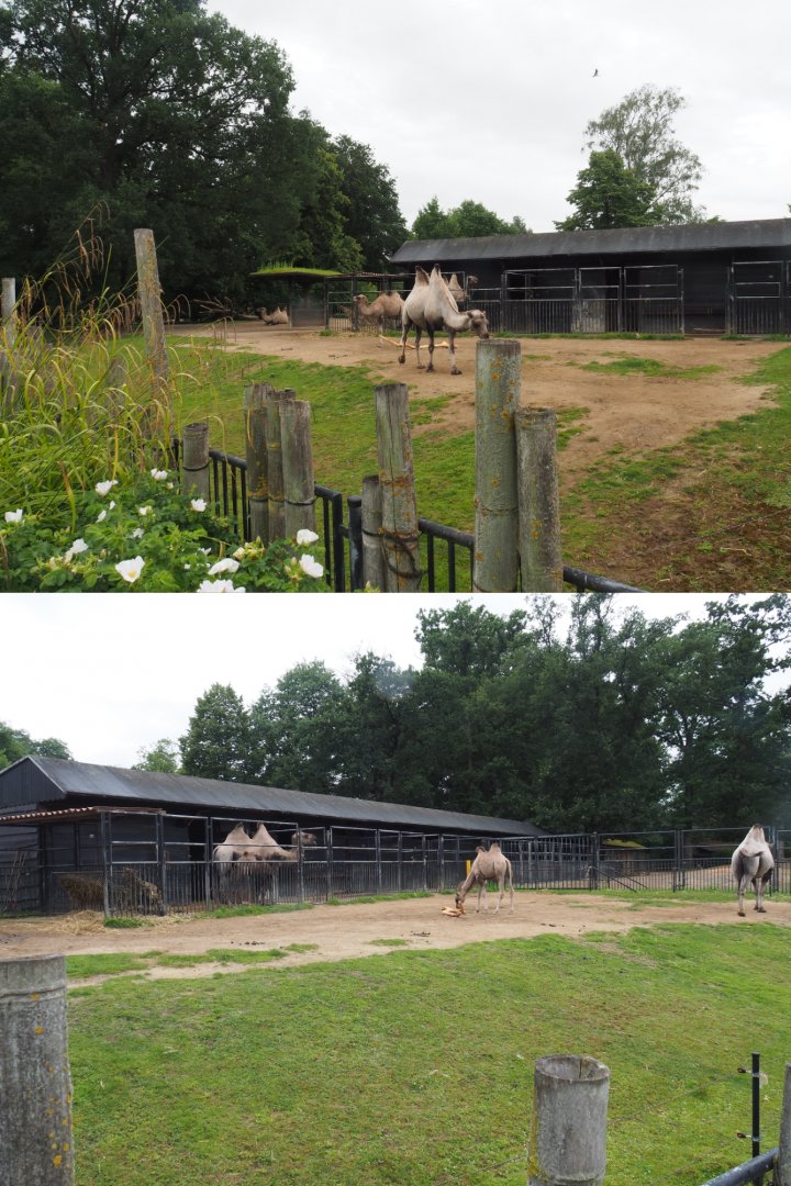 Bactrian camel paddock, 2020-07-14