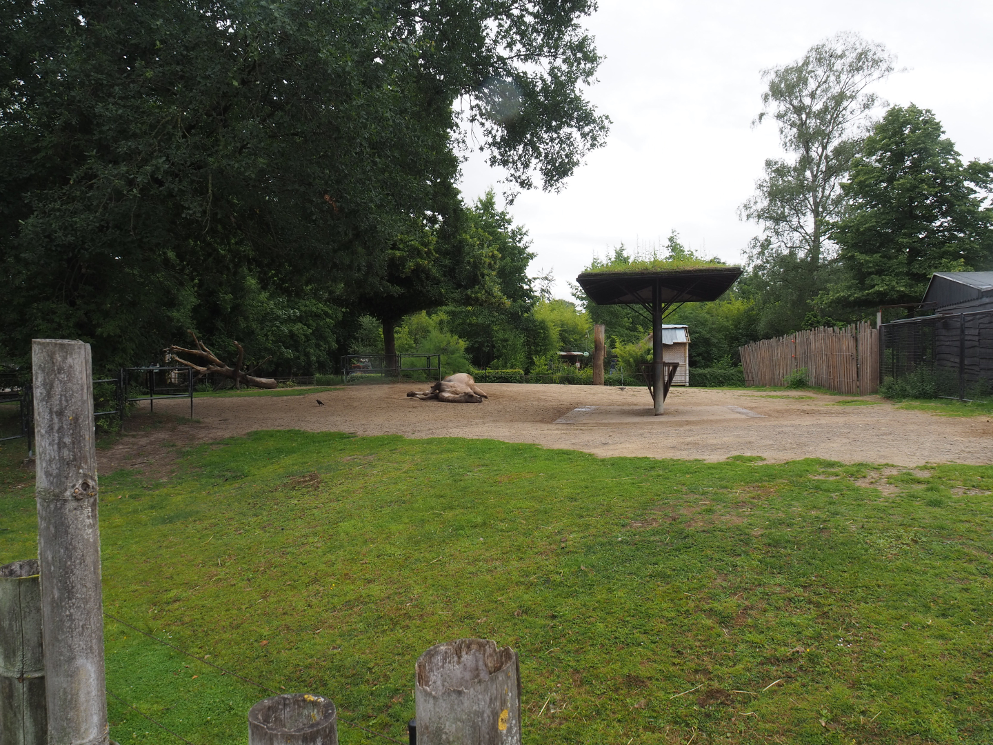 Bactrian camel paddock, 2020-07-14