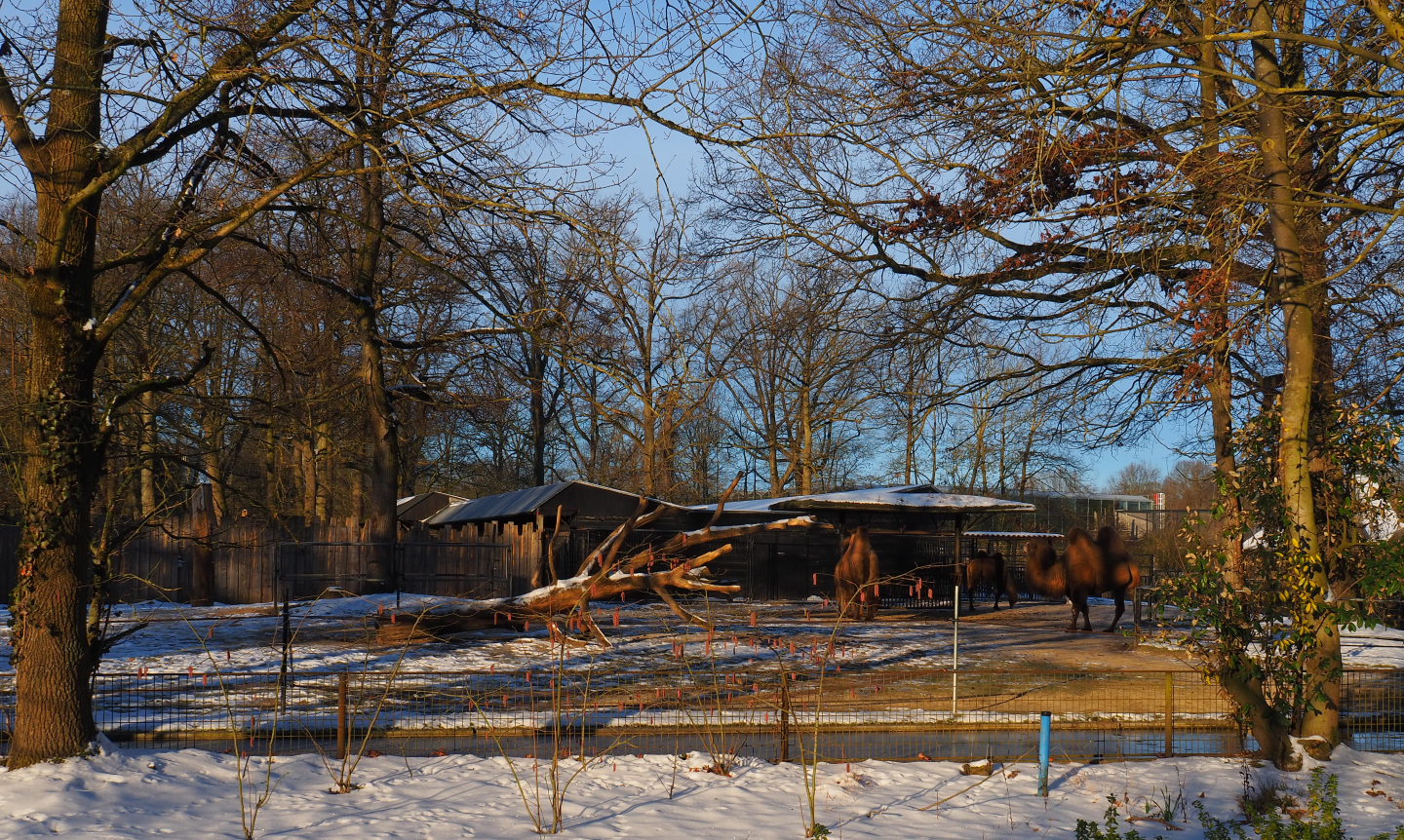 Bactrian camel paddock, 2021-02-14