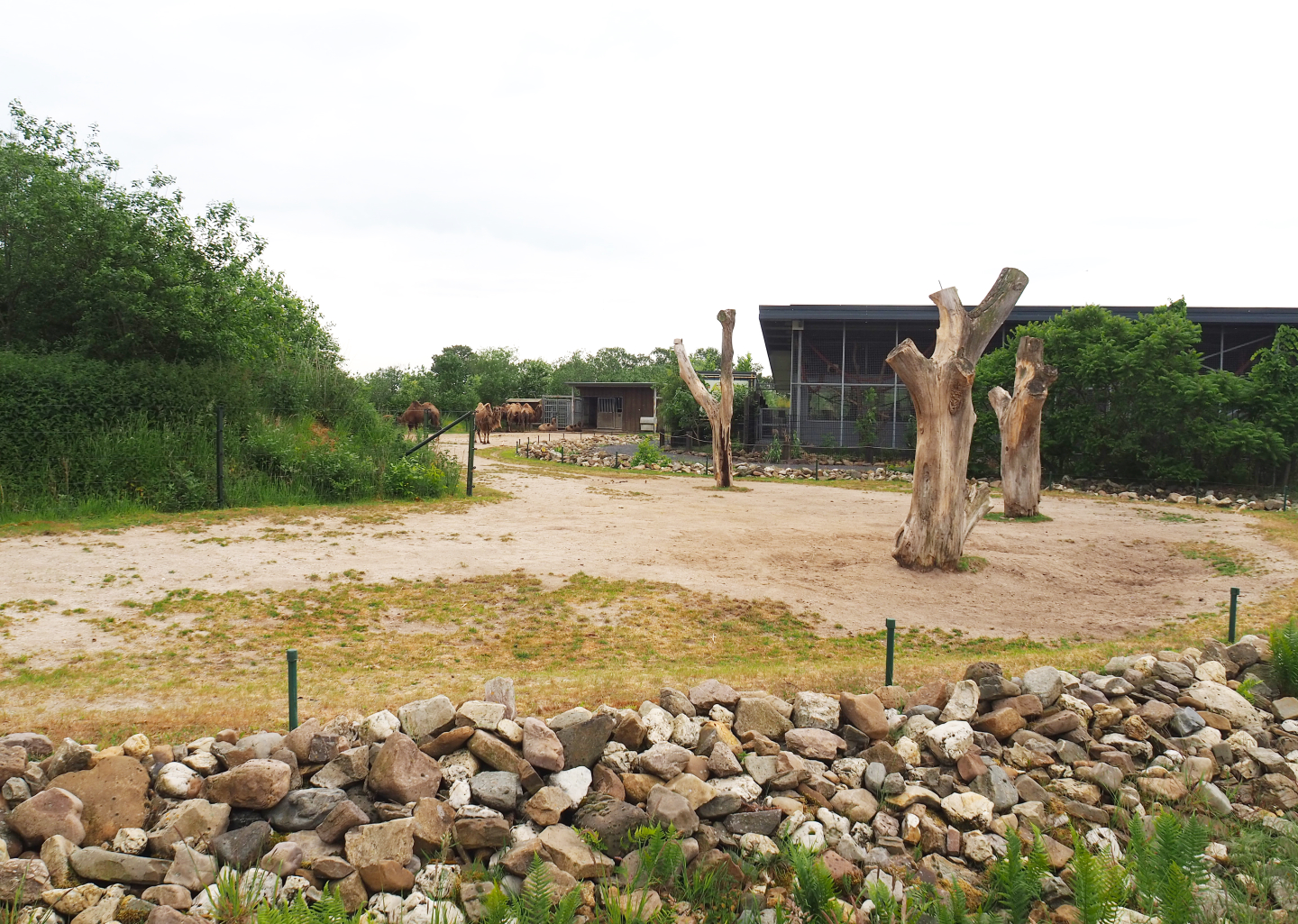 Bactrian camel paddock, 2022-05-17