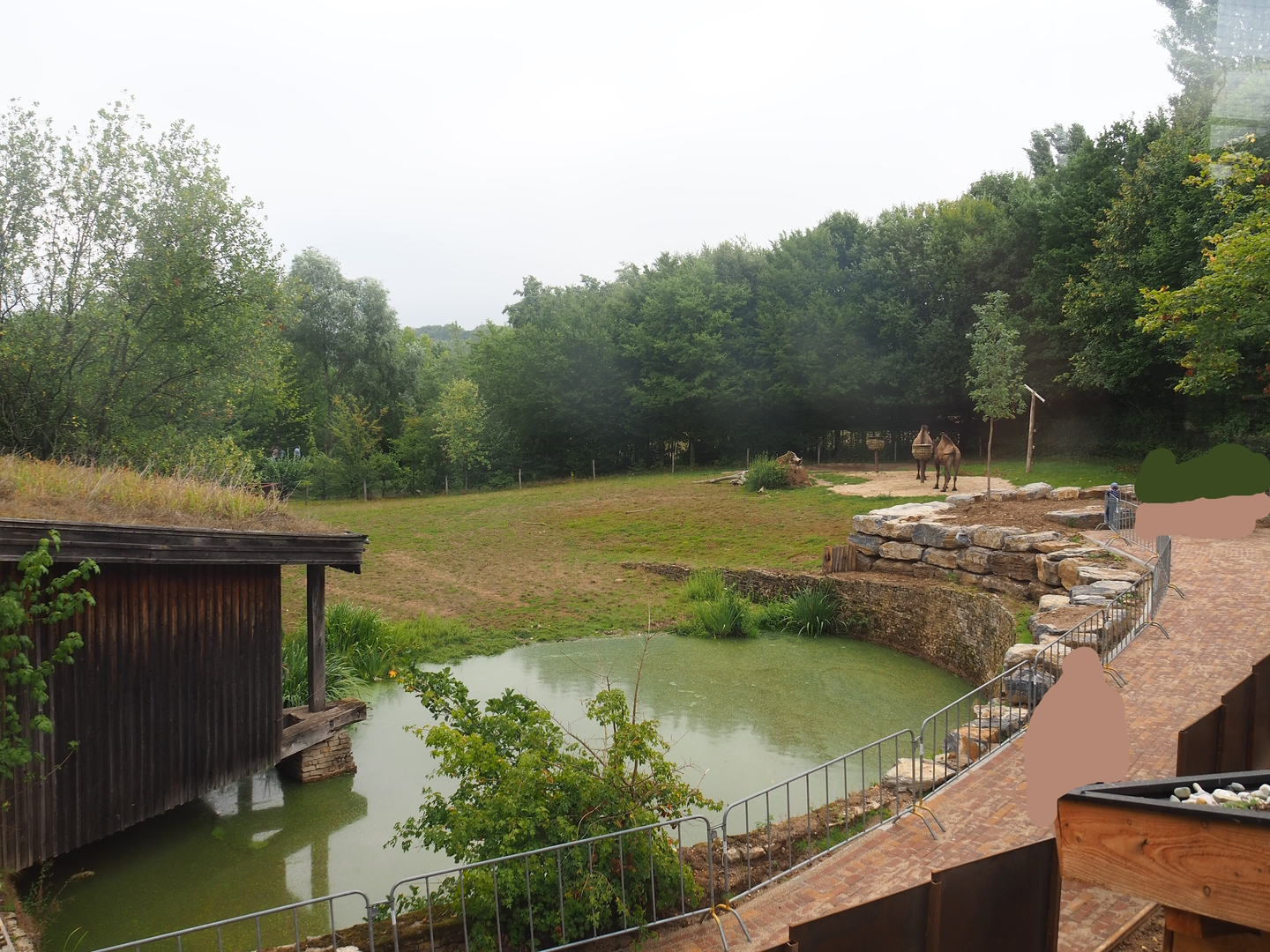 Bactrian camel paddock, 2022-08-20