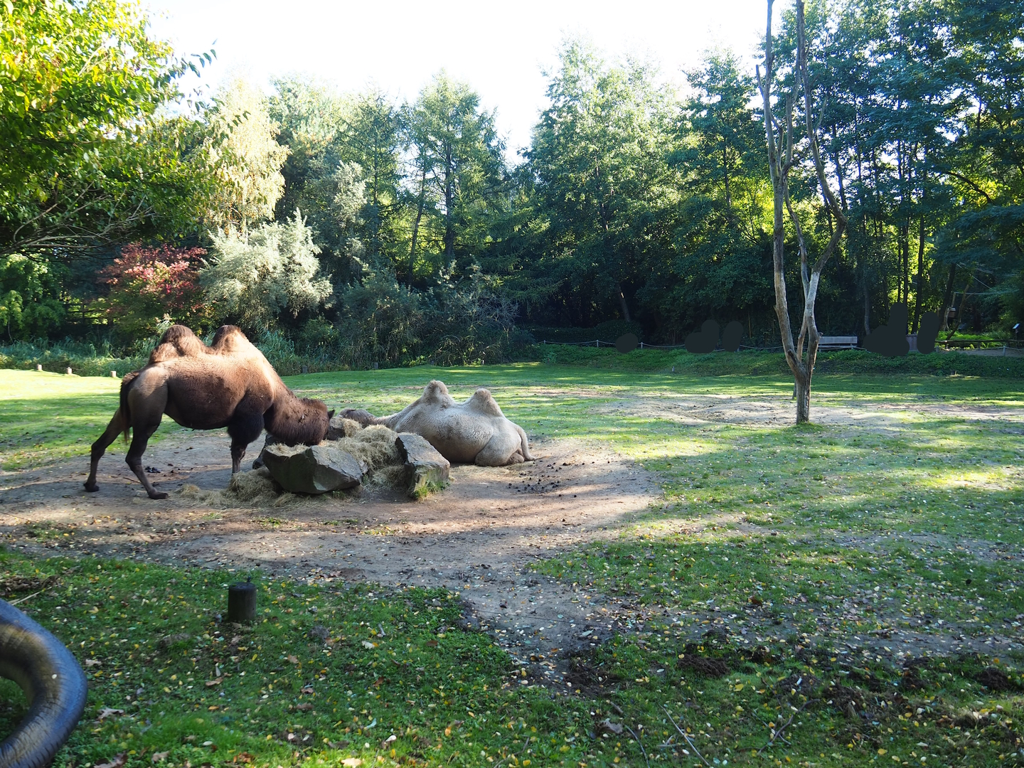 Bactrian camel paddock, 2022-10-09
