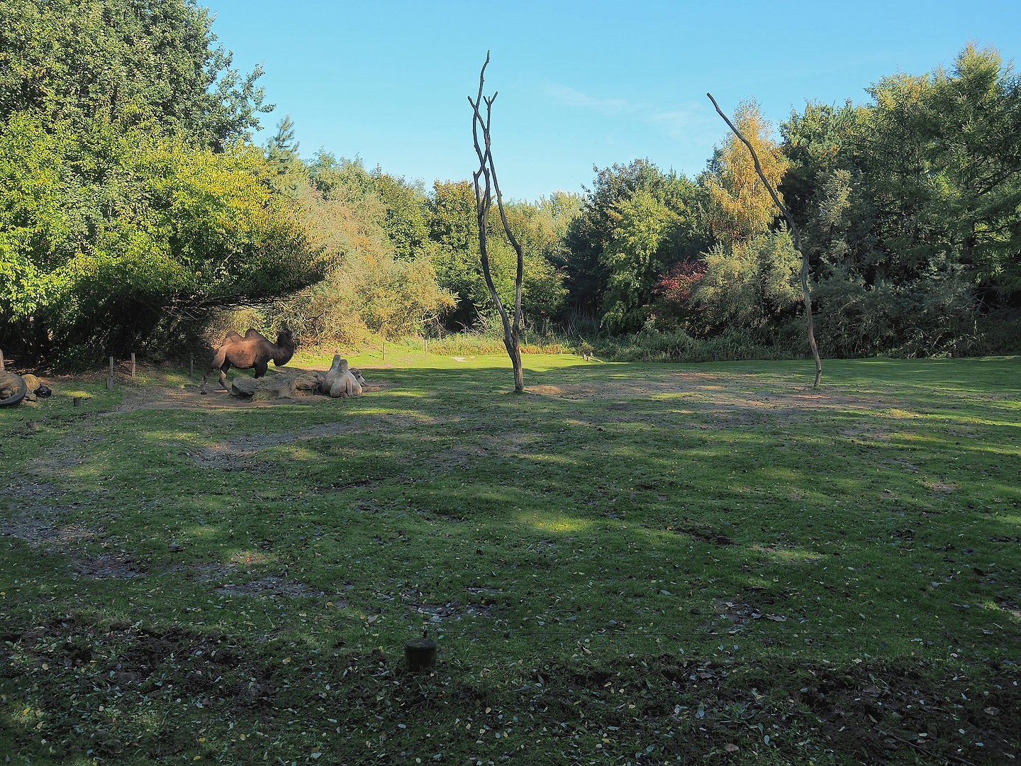 Bactrian camel paddock, 2022-10-09