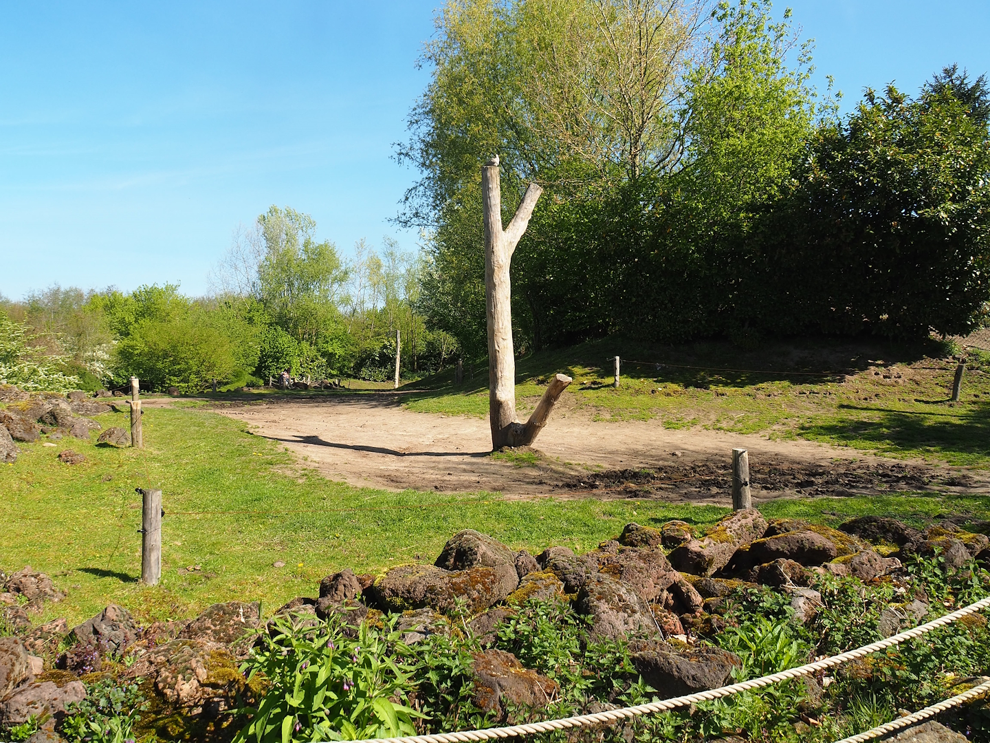 Bactrian camel paddock, 2023-04-30