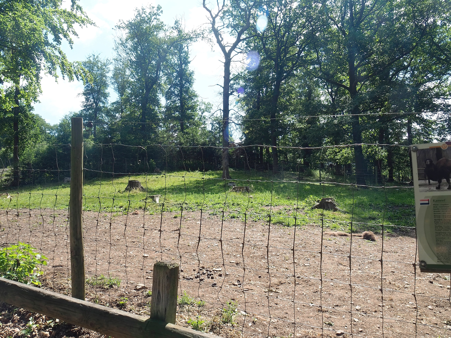 Bactrian camel paddock, 2023-06-24