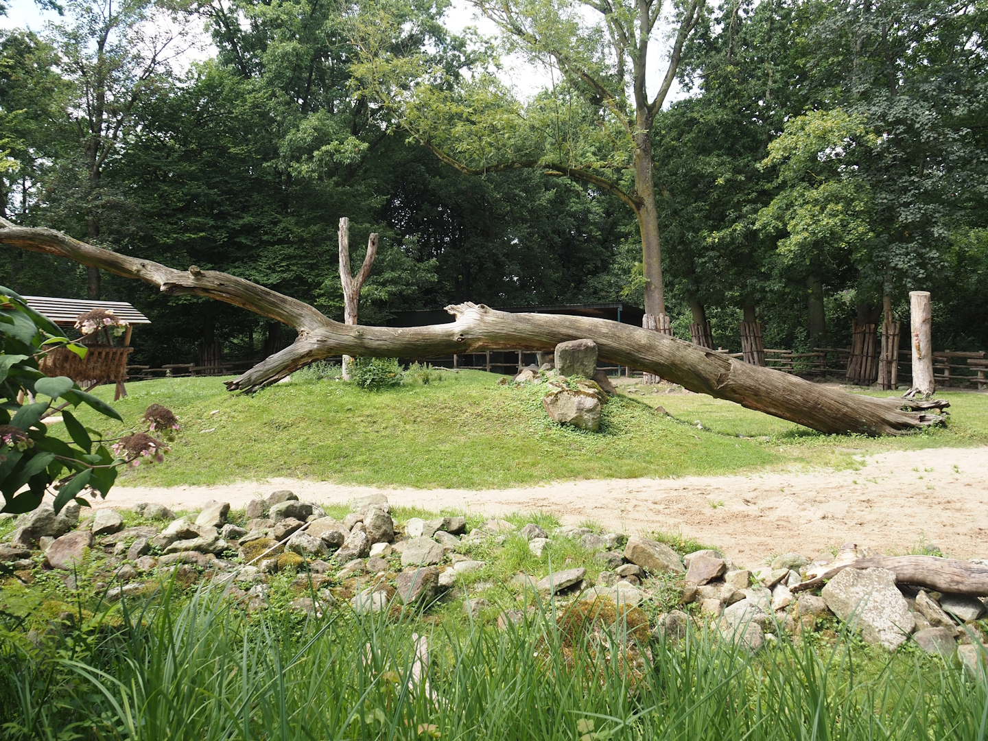 Bactrian camel paddock, 2024-08-05