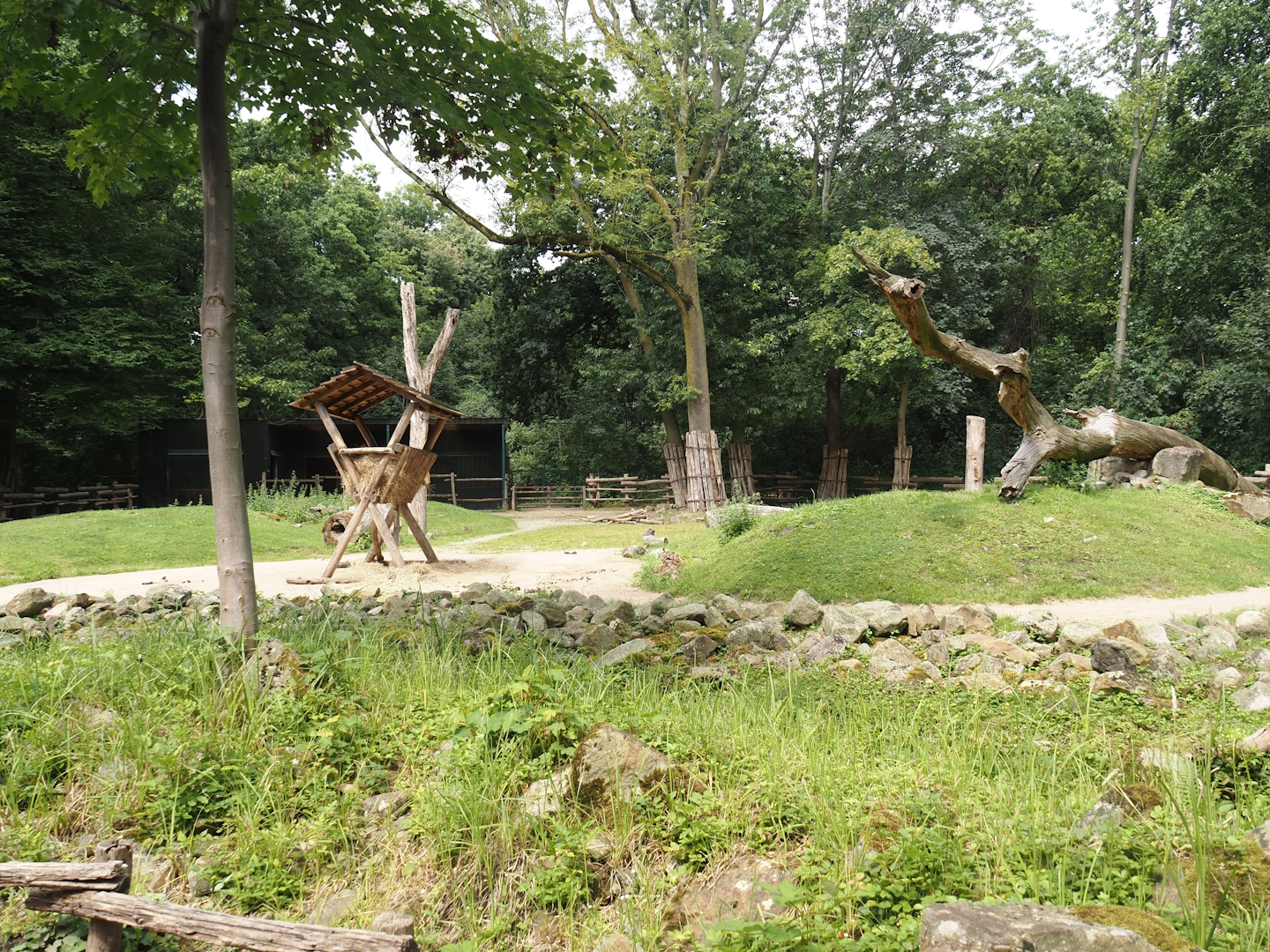 Bactrian camel paddock, 2024-08-05