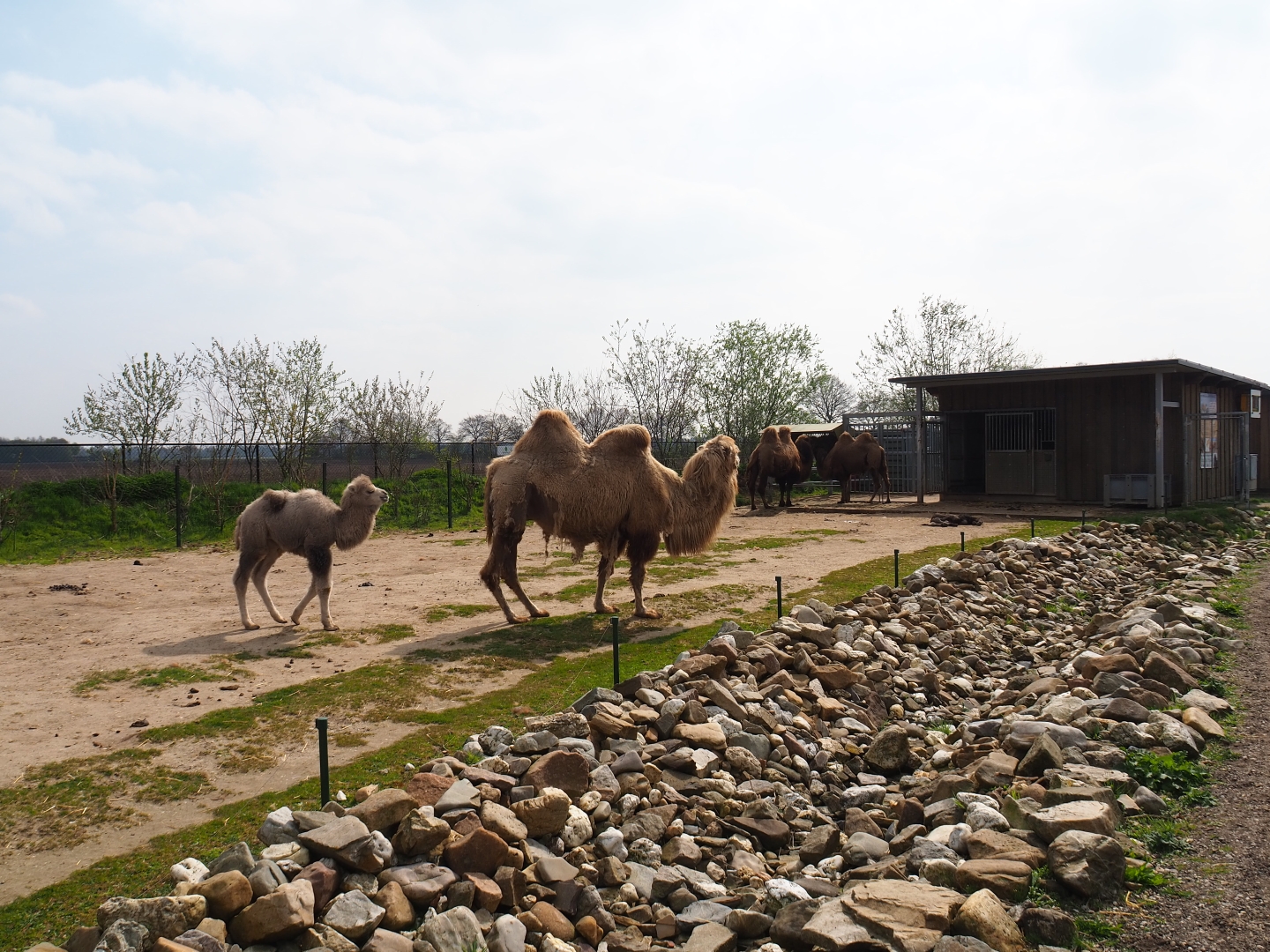 Bactrian camel paddock and barn, 2019-04-06