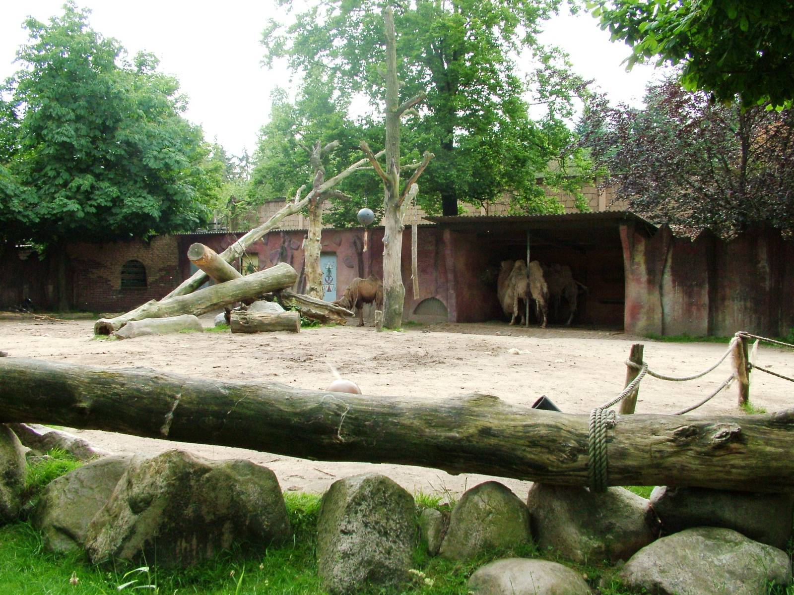 Bactrian Camel Paddock at Amersfoort, 01/06/12
