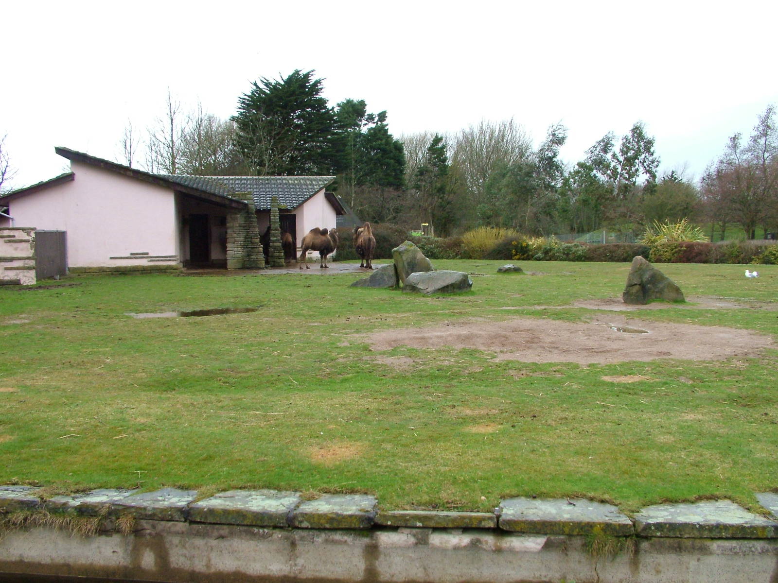 Bactrian Camel paddock at Blackpool 26/03/10