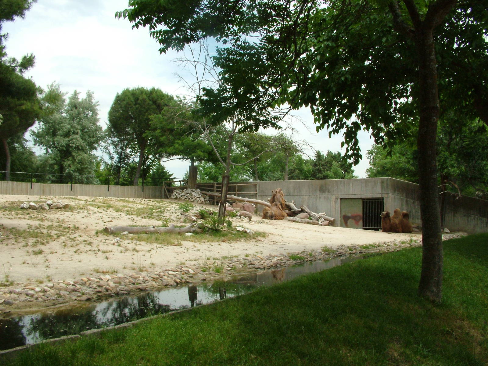 Bactrian Camel Paddock at Madrid Zoo Aquarium, 26/05/11