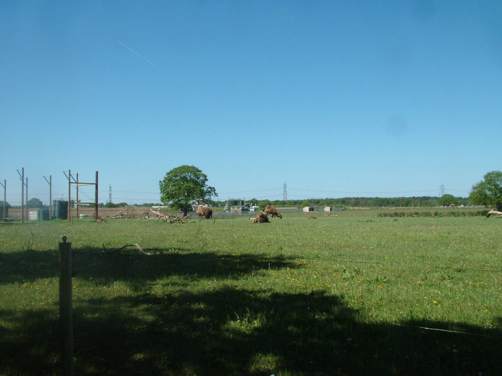 Bactrian Camel Paddock at Yorkshire WP 02/05/11