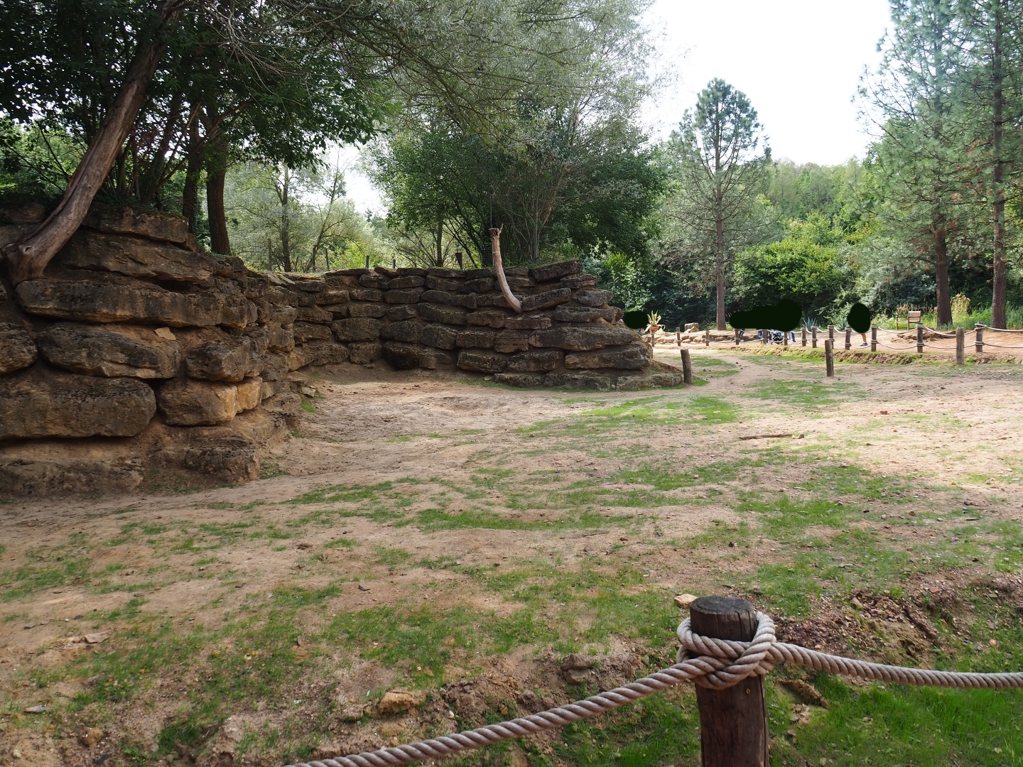 Bactrian camel paddock (Aug 28th, 2018)