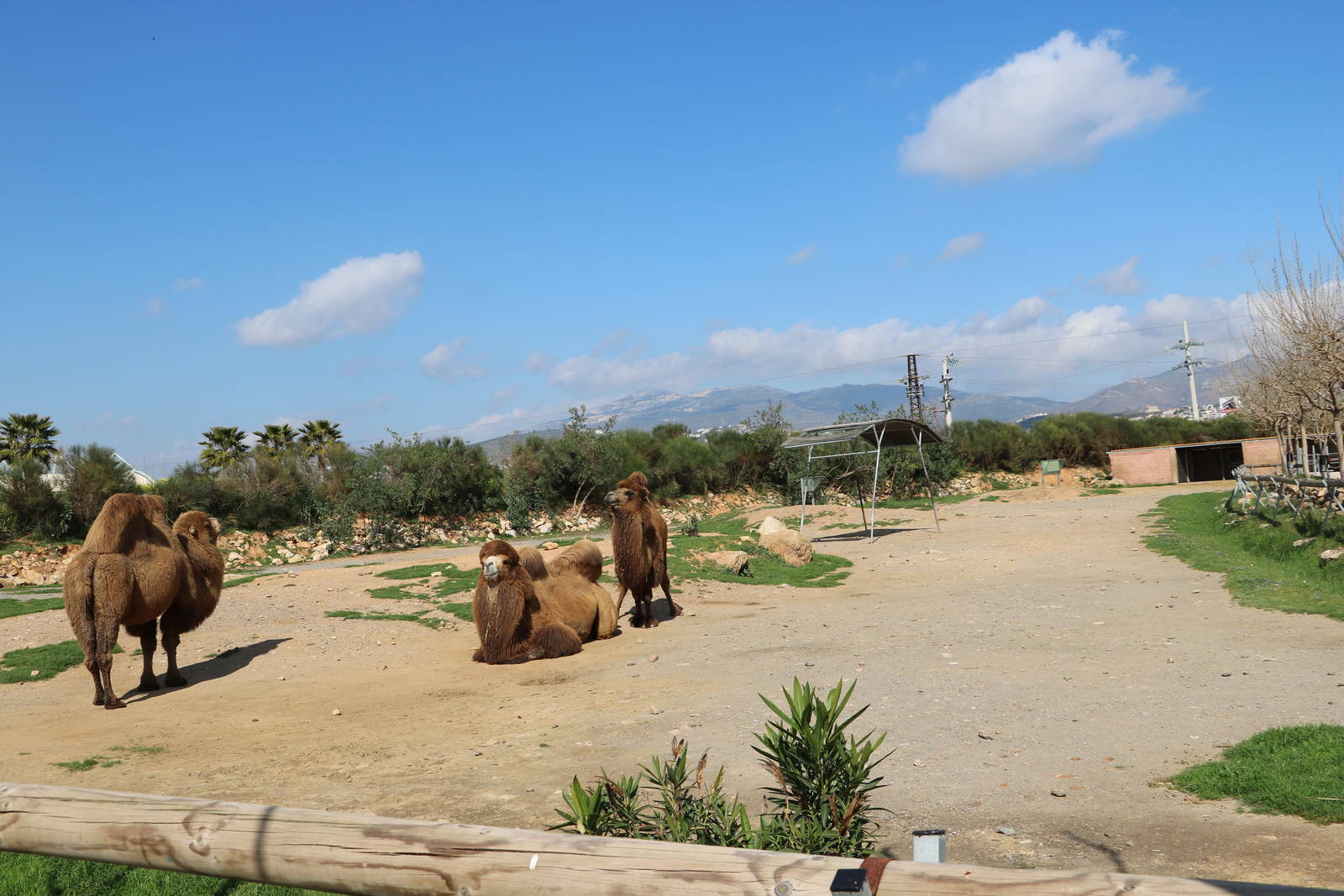 Bactrian camel paddock, February 2016
