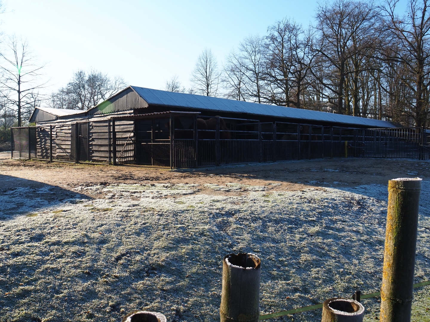 Bactrian camel paddock (Jan 20th, 2019)