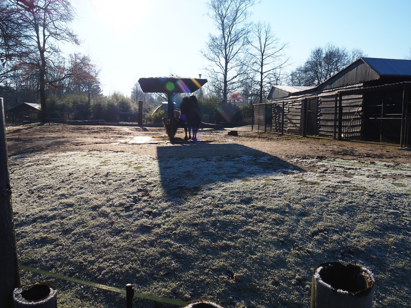 Bactrian camel paddock (Jan 20th, 2019)