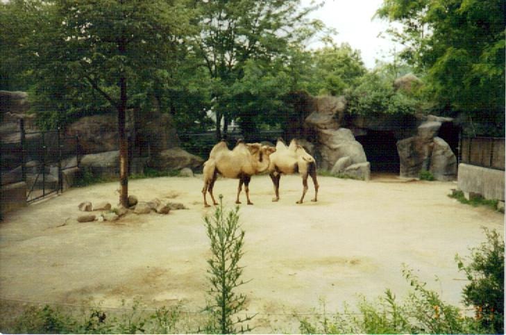 Bactrian Camel Paddock - July 2001