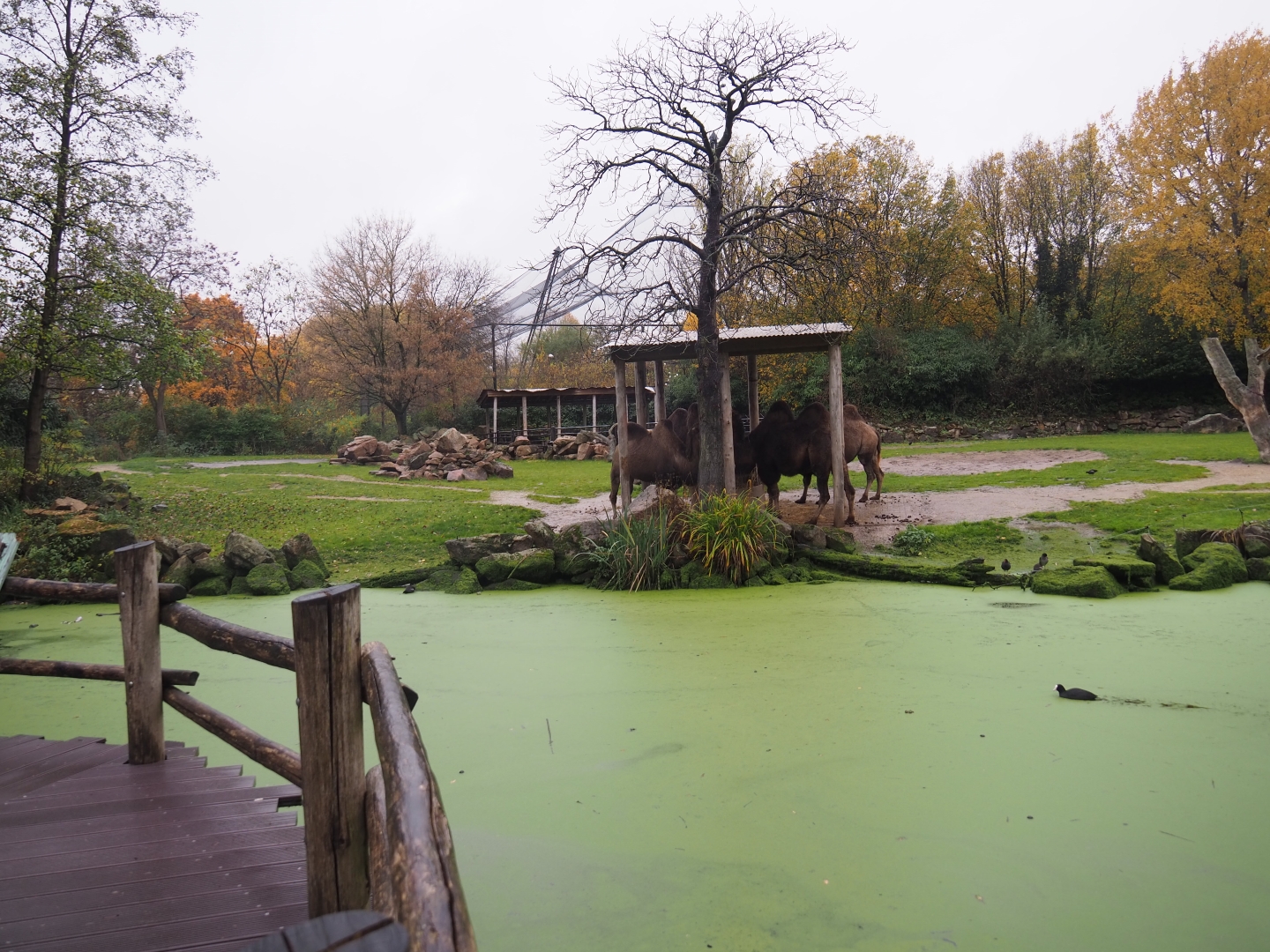Bactrian camel paddock (Nov 10th, 2018)