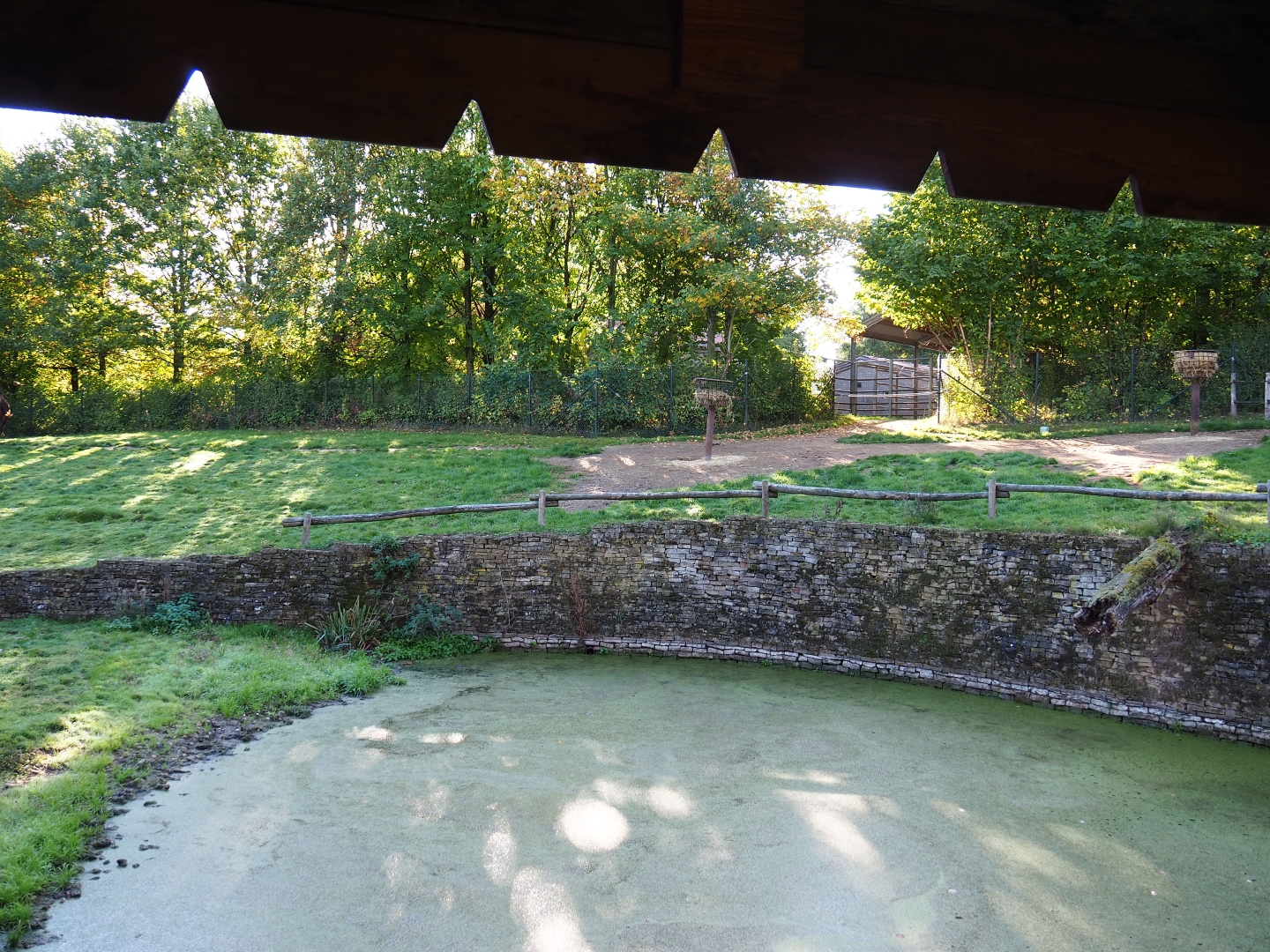Bactrian camel paddock (Oct 13th, 2018)