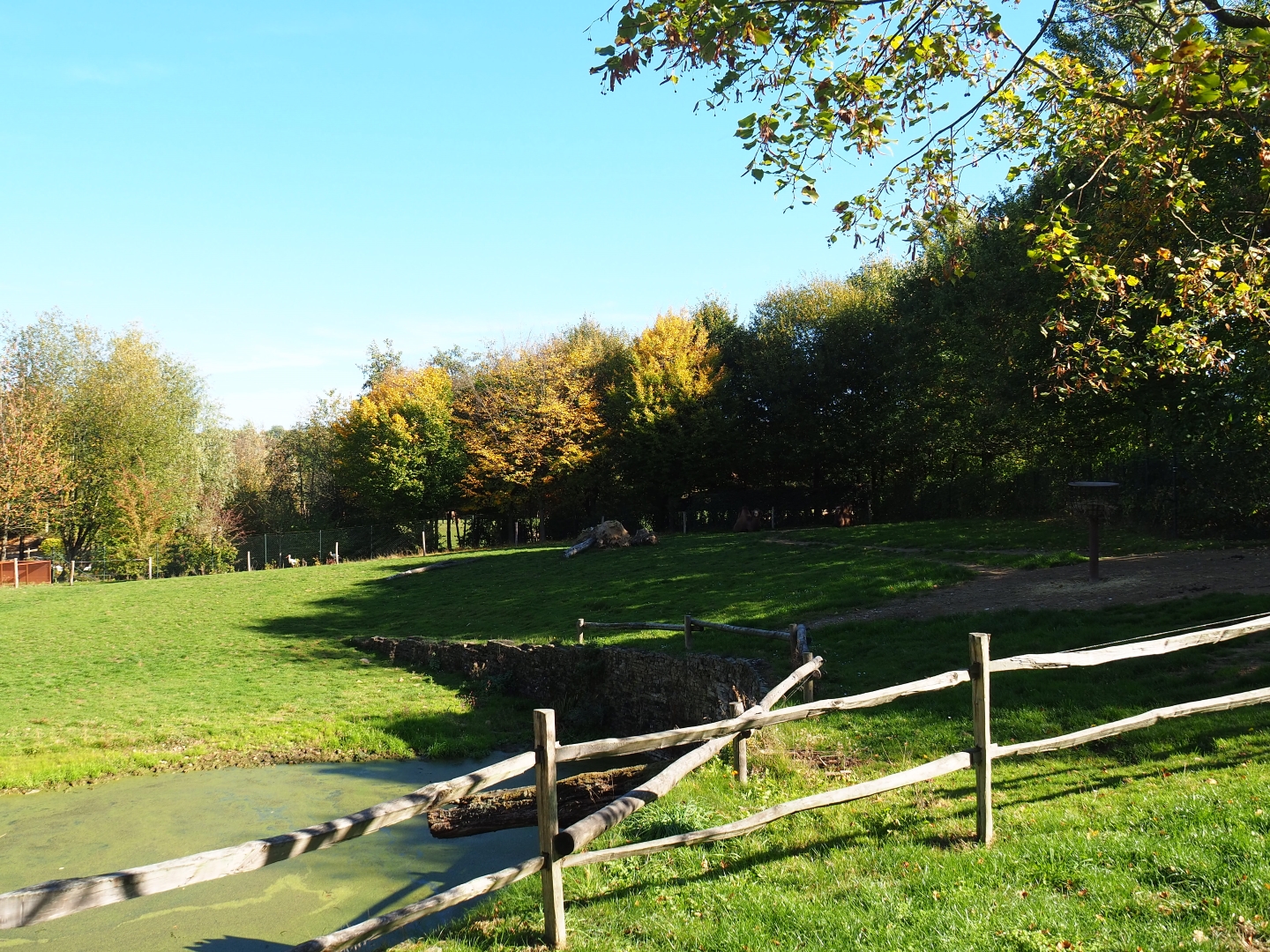 Bactrian camel paddock (Oct 13th, 2018)