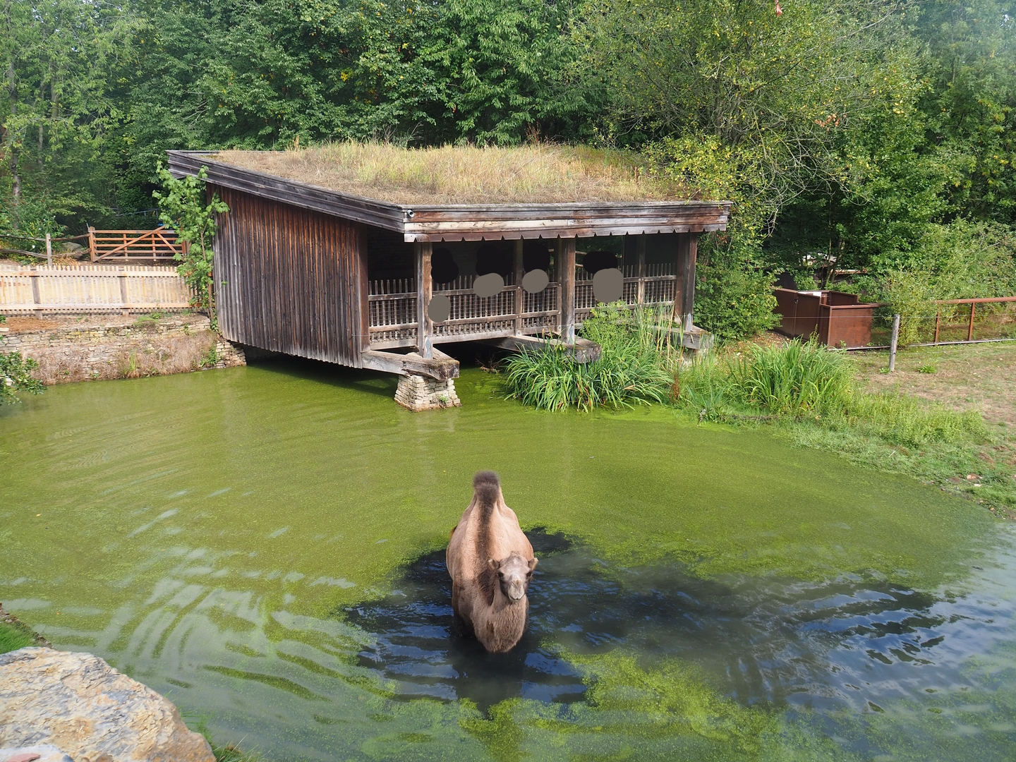 Bactrian camel paddock pool and viewing shelter, 2022-08-20