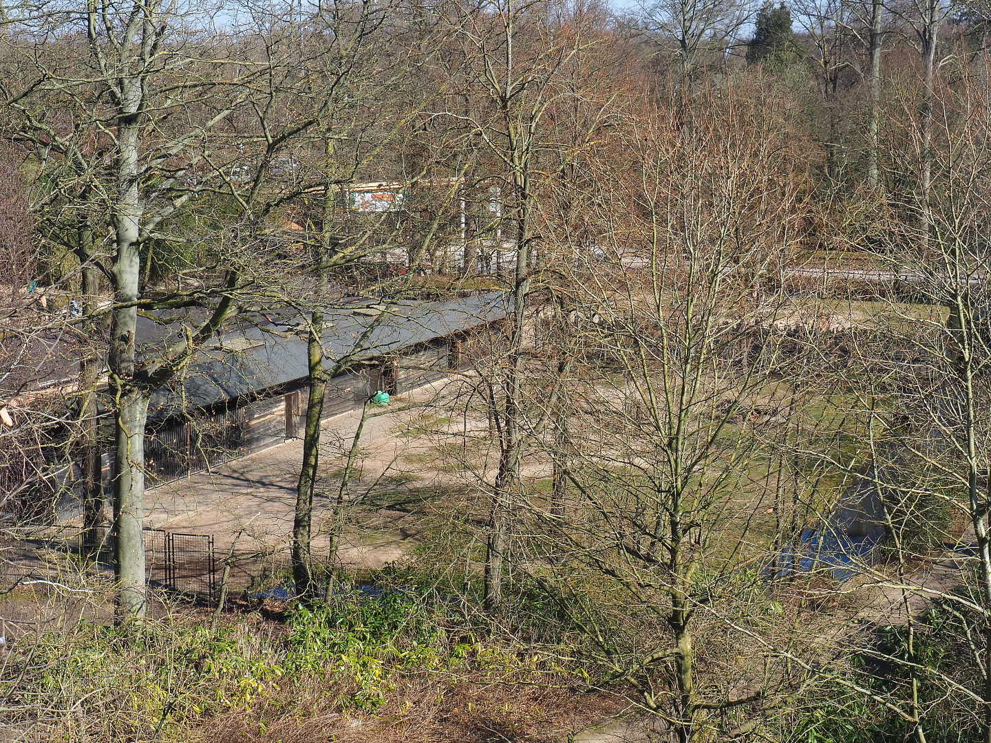 Bactrian camel paddock seen from the tree-top walk, 2022-03-08