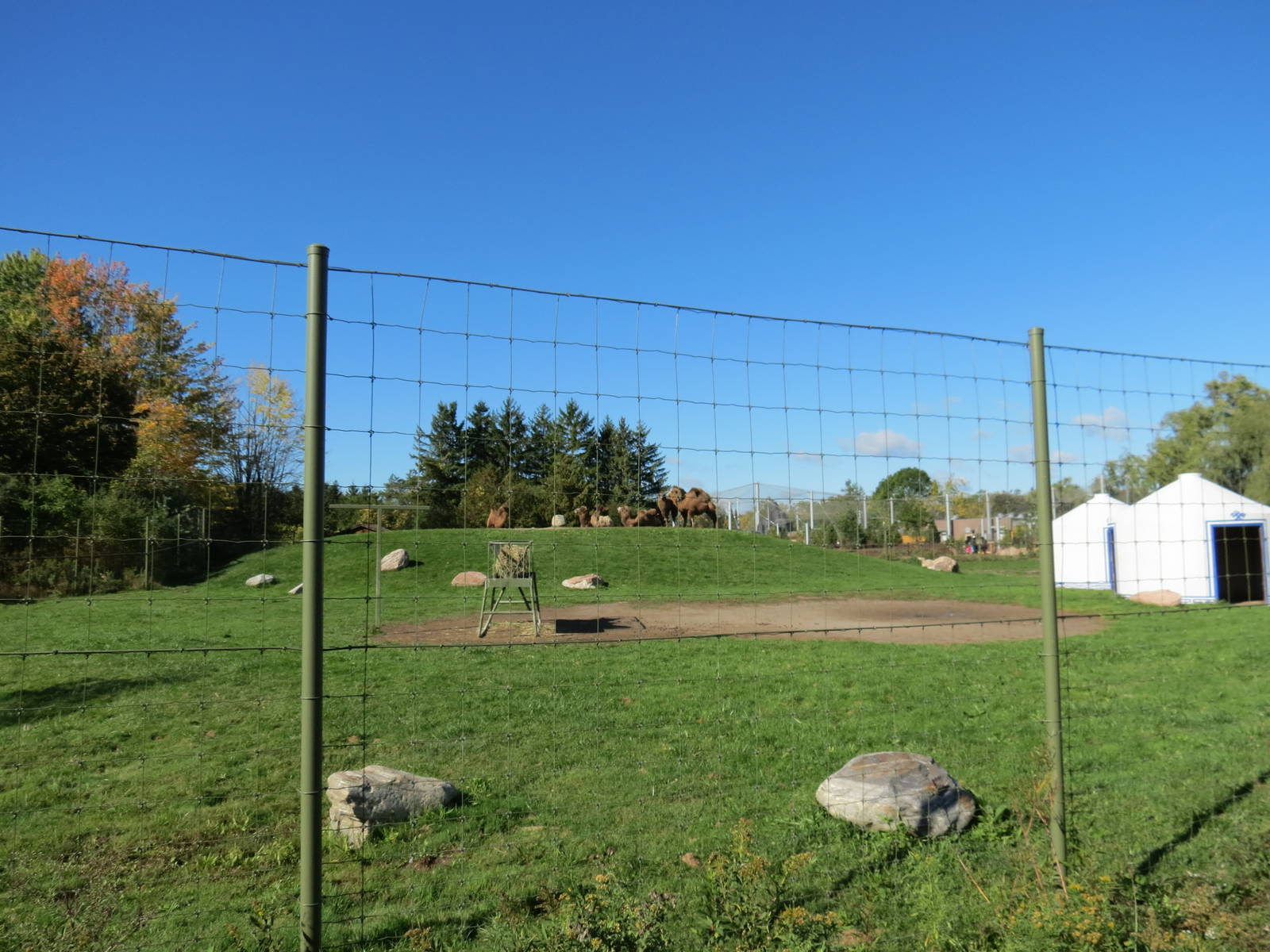 Bactrian Camel - paddock